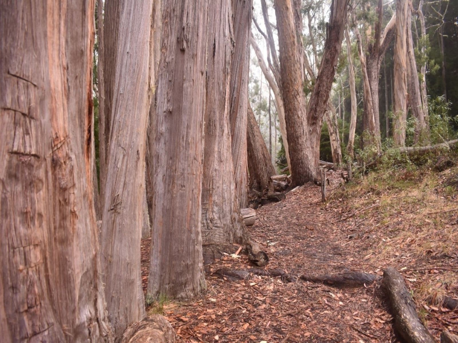 Eucalyptus Trees