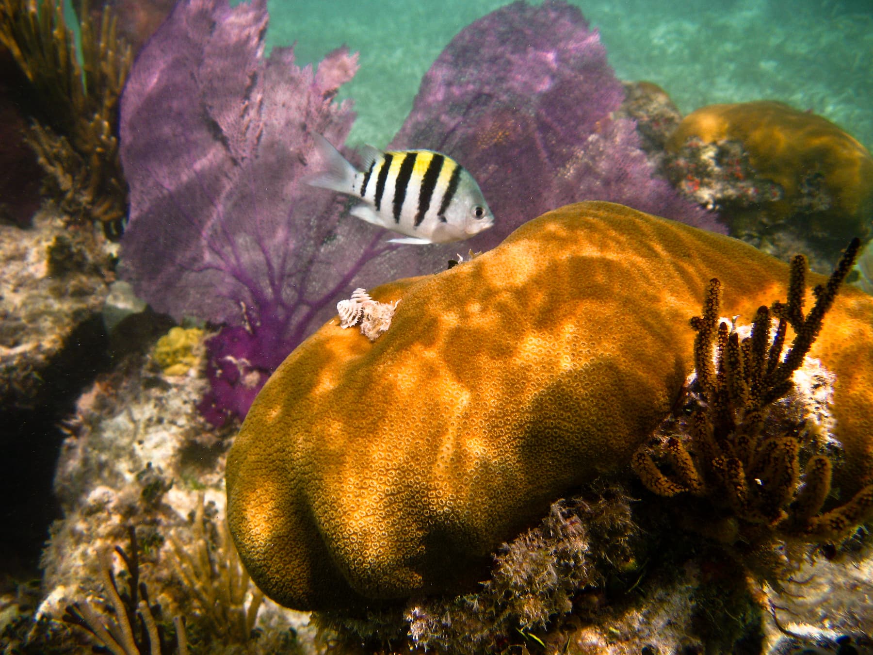 Dry Tortugas Research Natural Area (RNA)