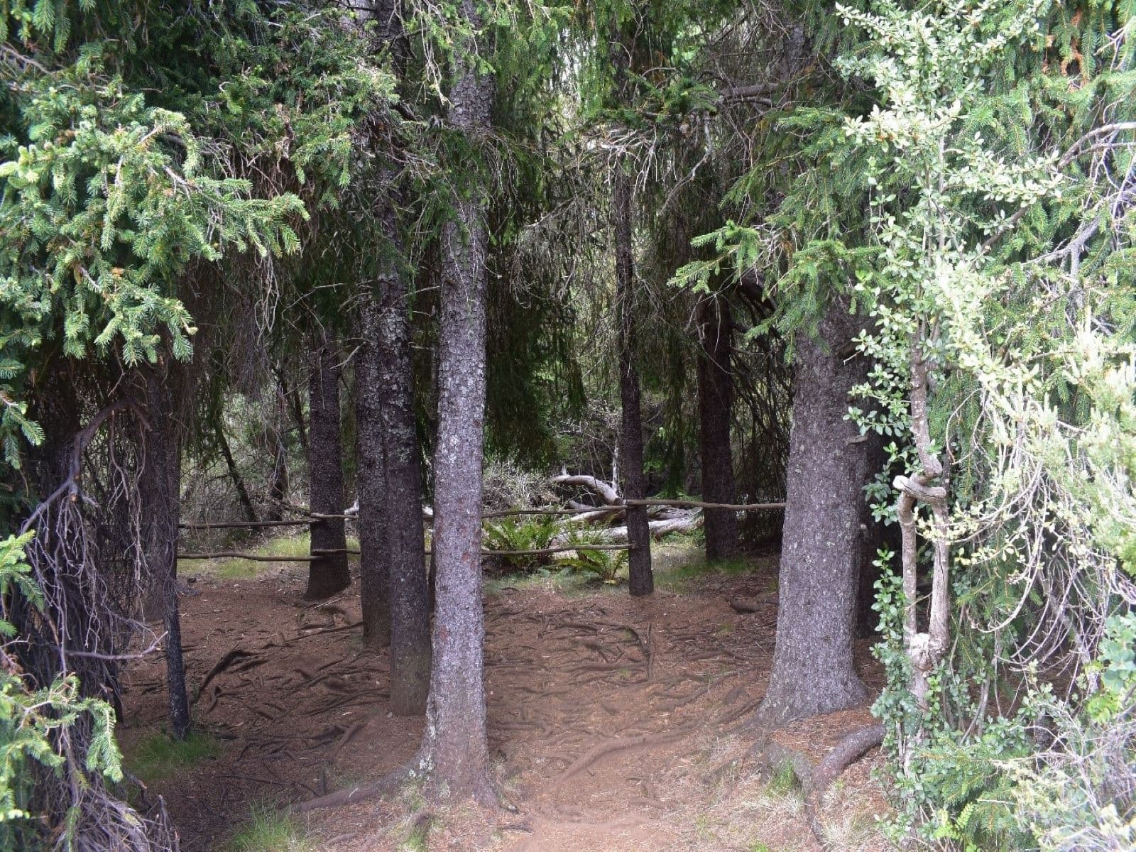 Conifer Forest