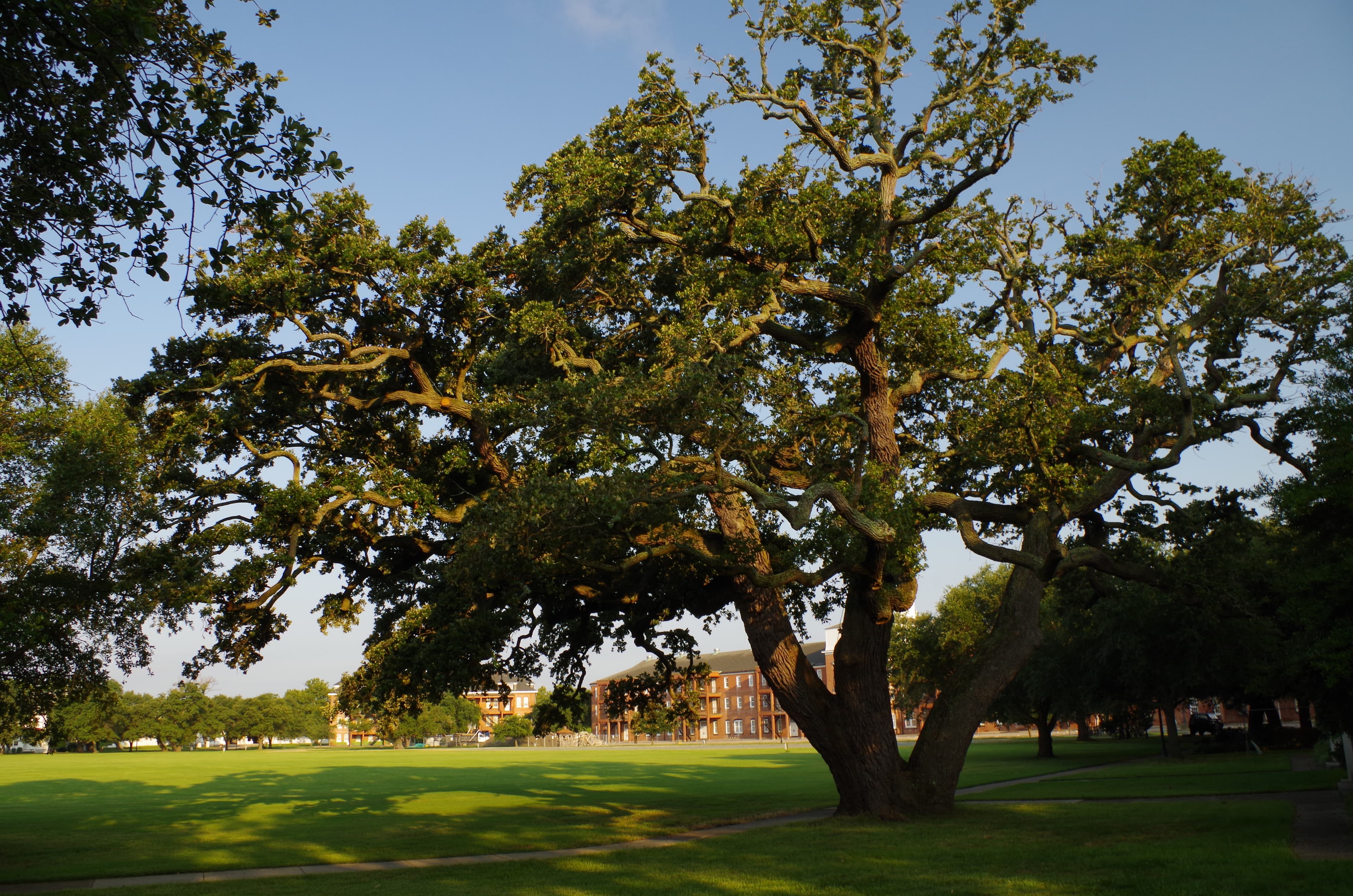 Algernourne Oak