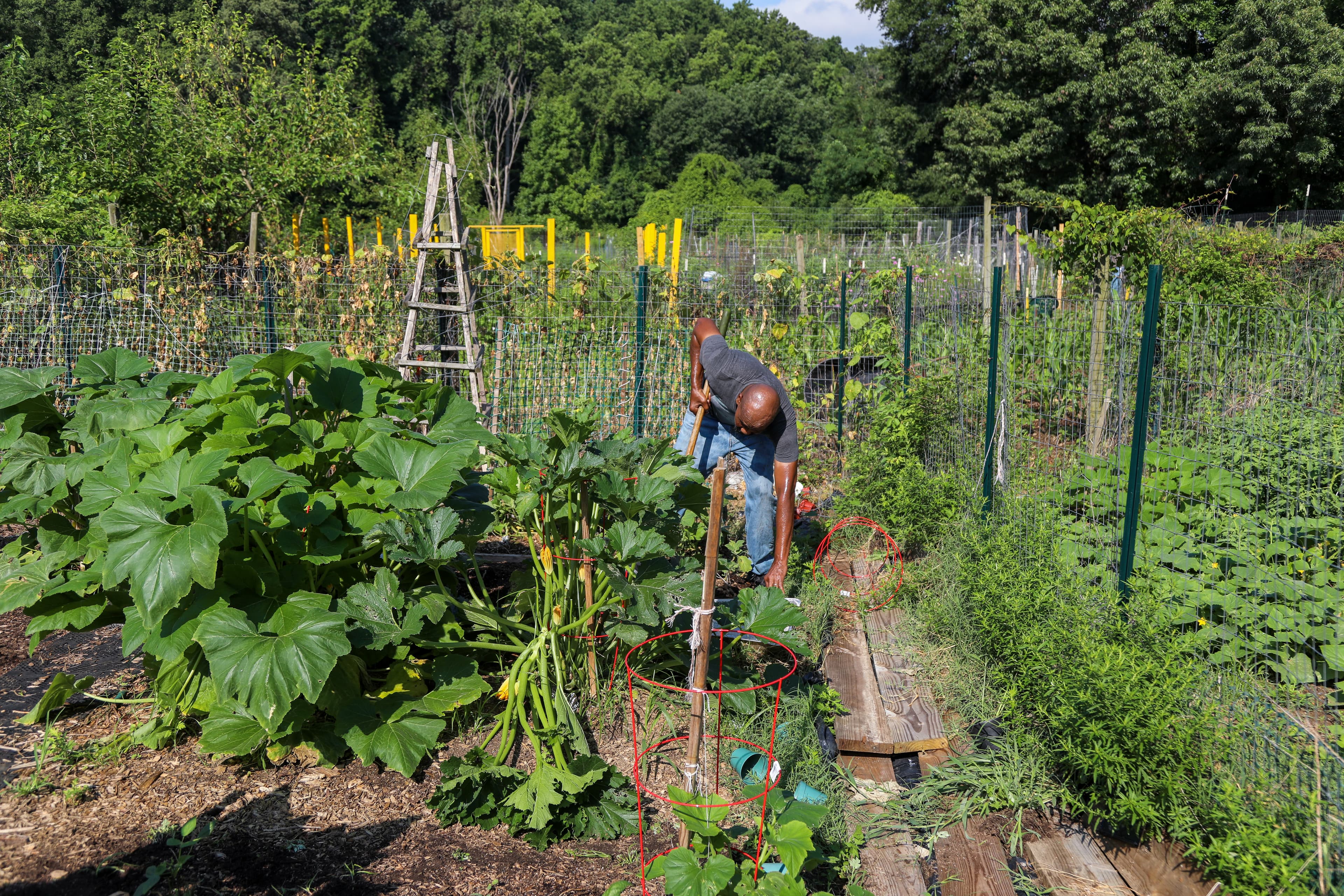 Fort Dupont Community Gardens