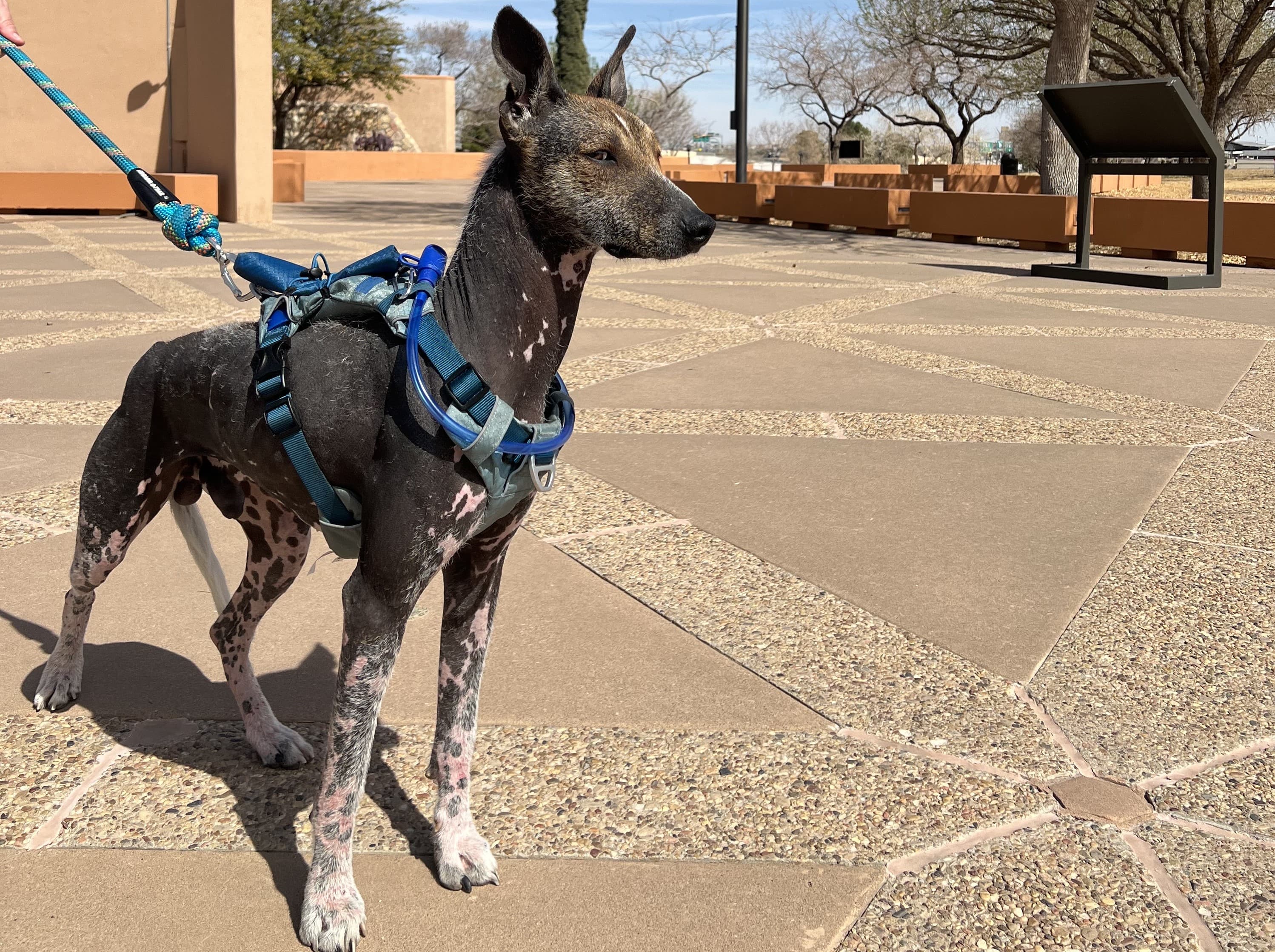 Chamizal BARK Ranger - Getting Started