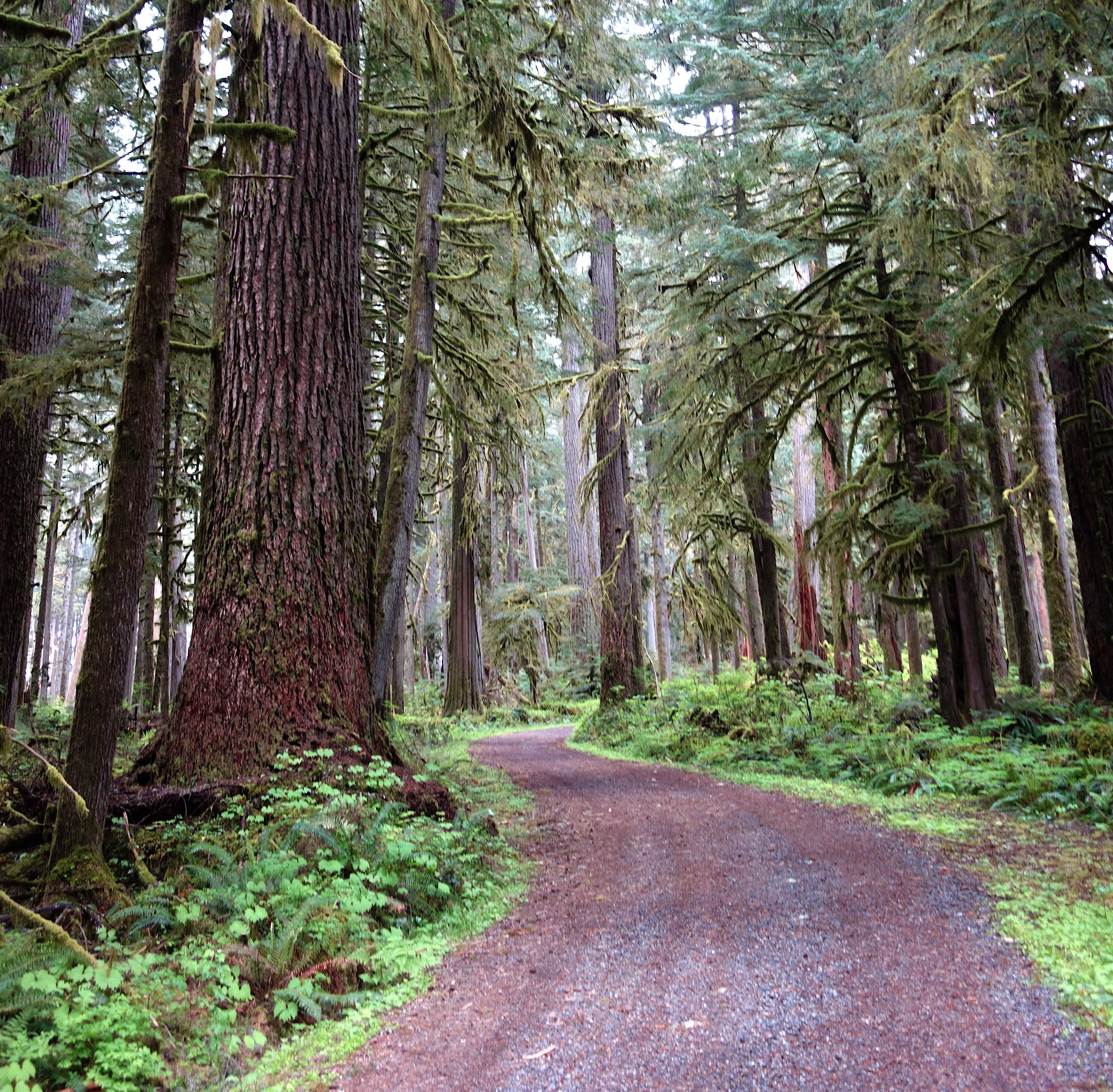 Carbon River