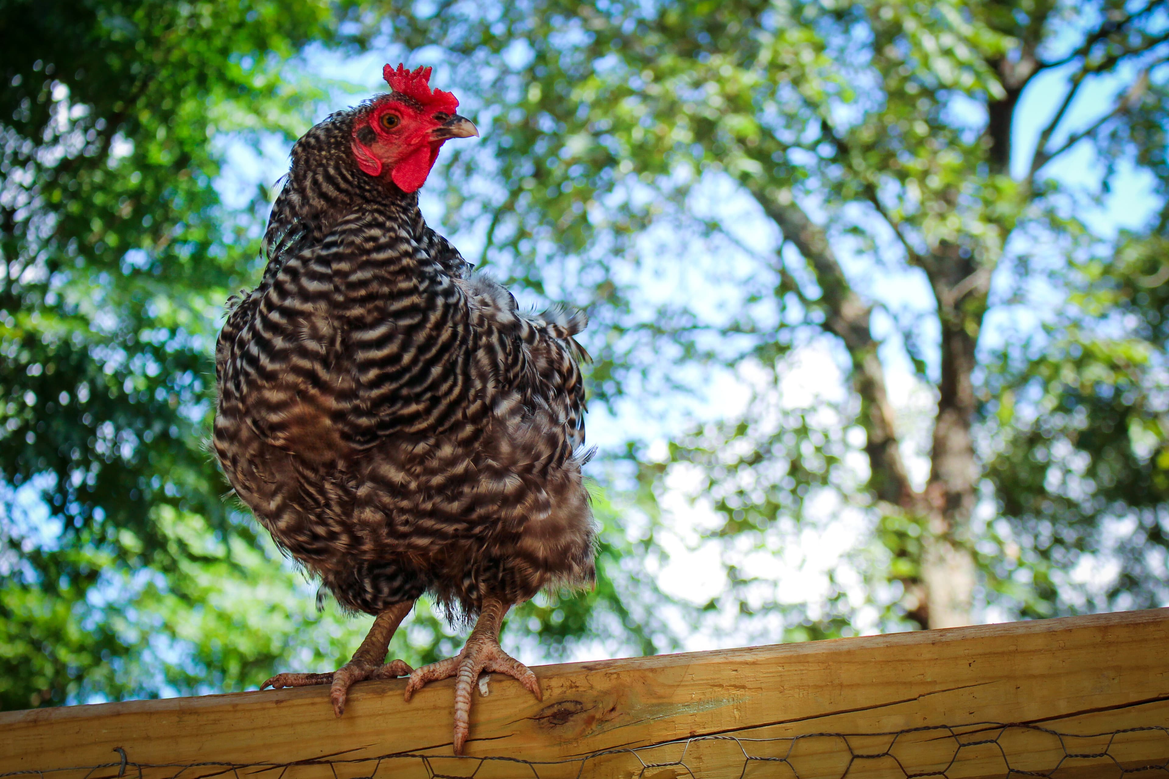 Boyhood Farm Chicken Coop