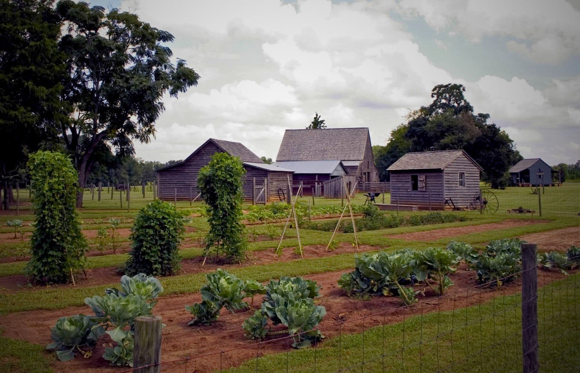 Carter Family Vegetable Garden