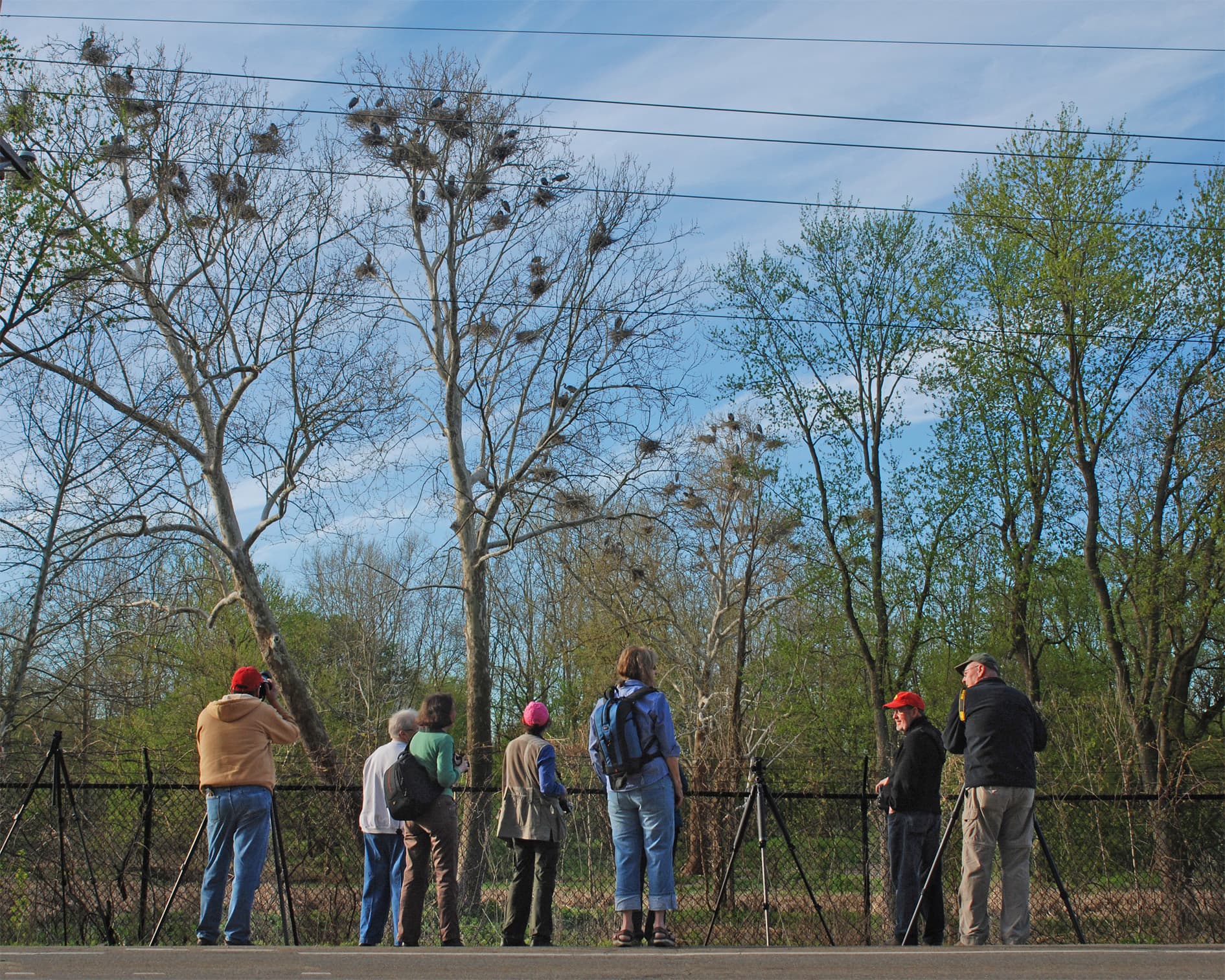 Bath Road Heronry