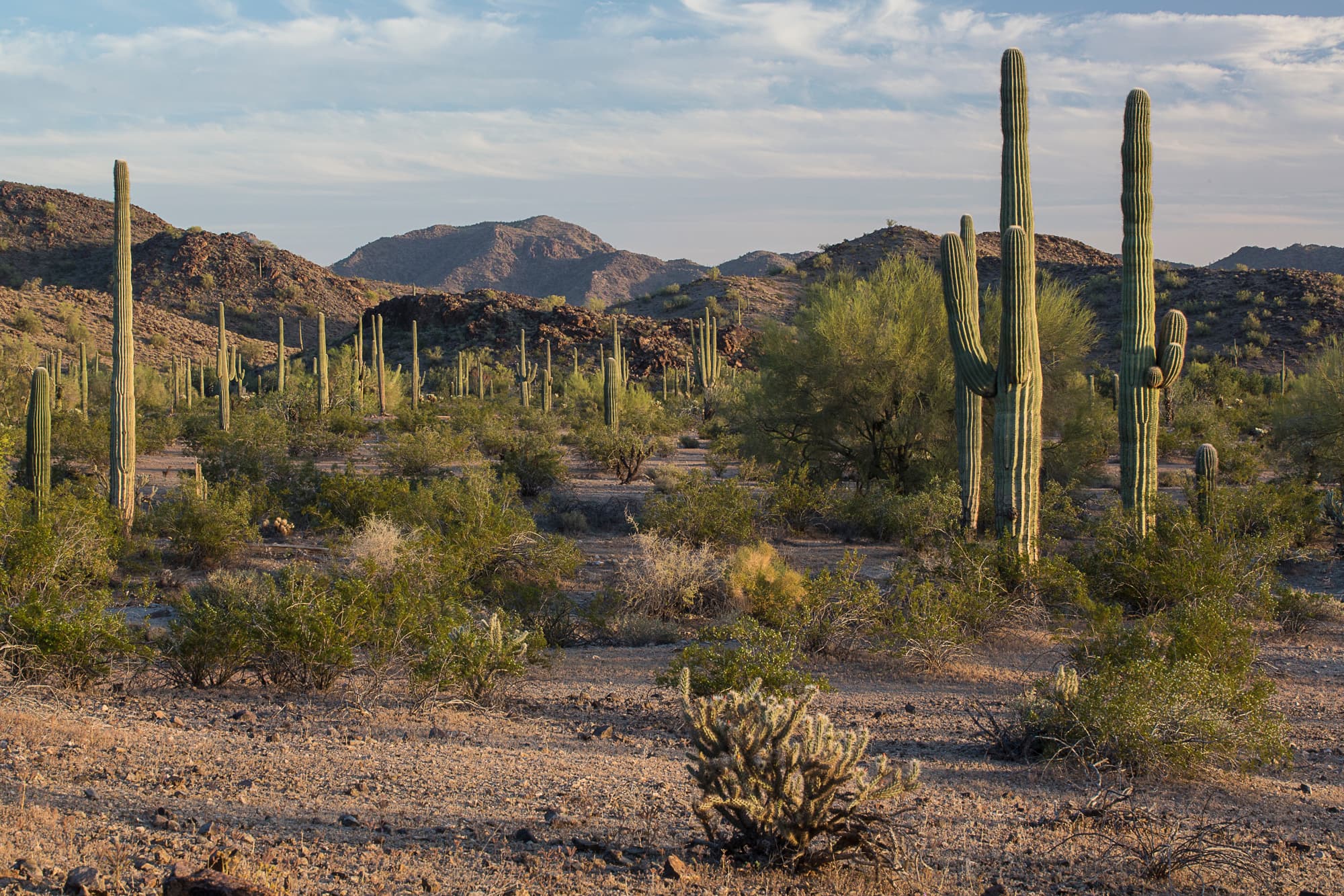 Gila Bend