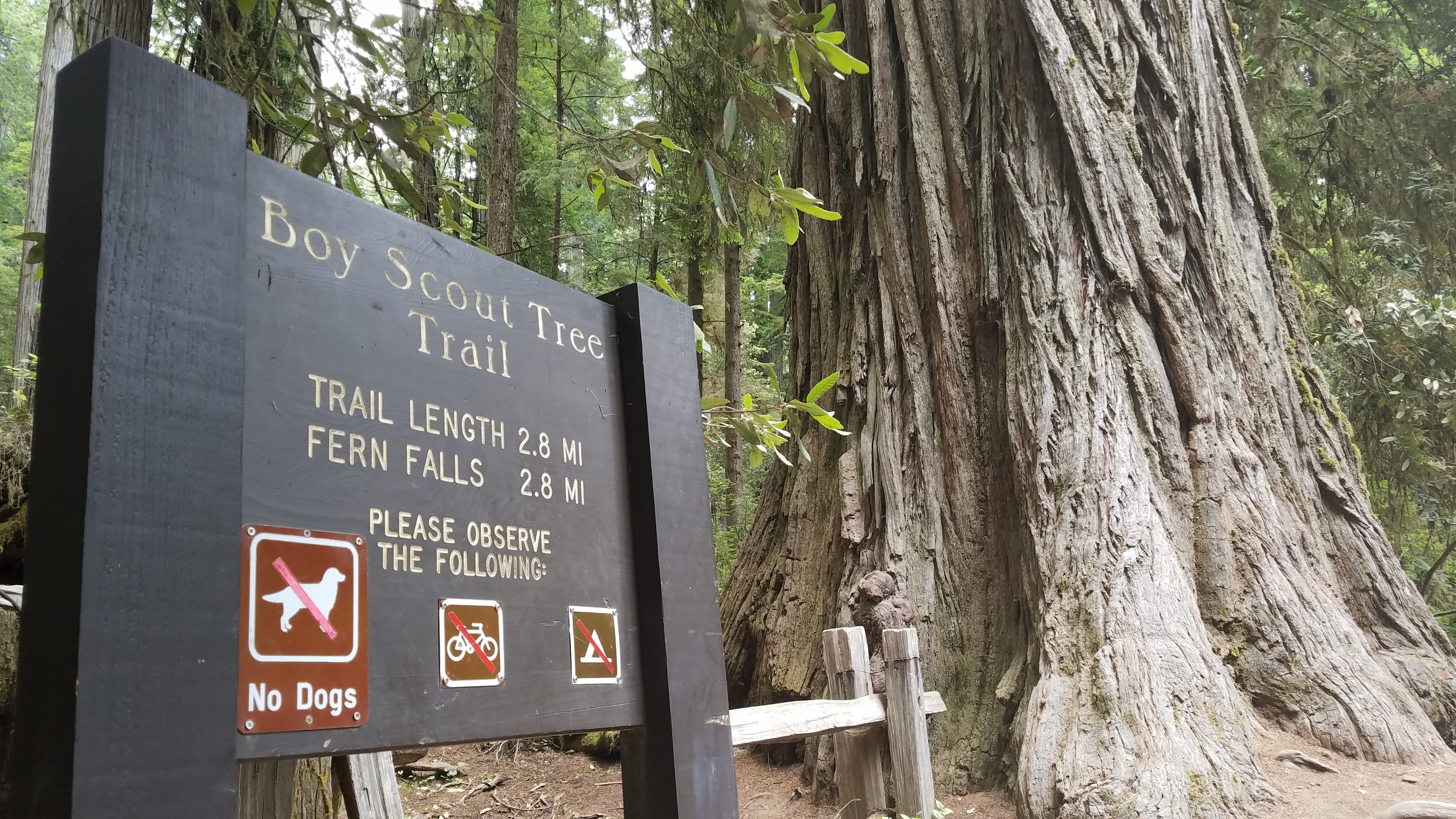 Boy Scout Tree Trailhead