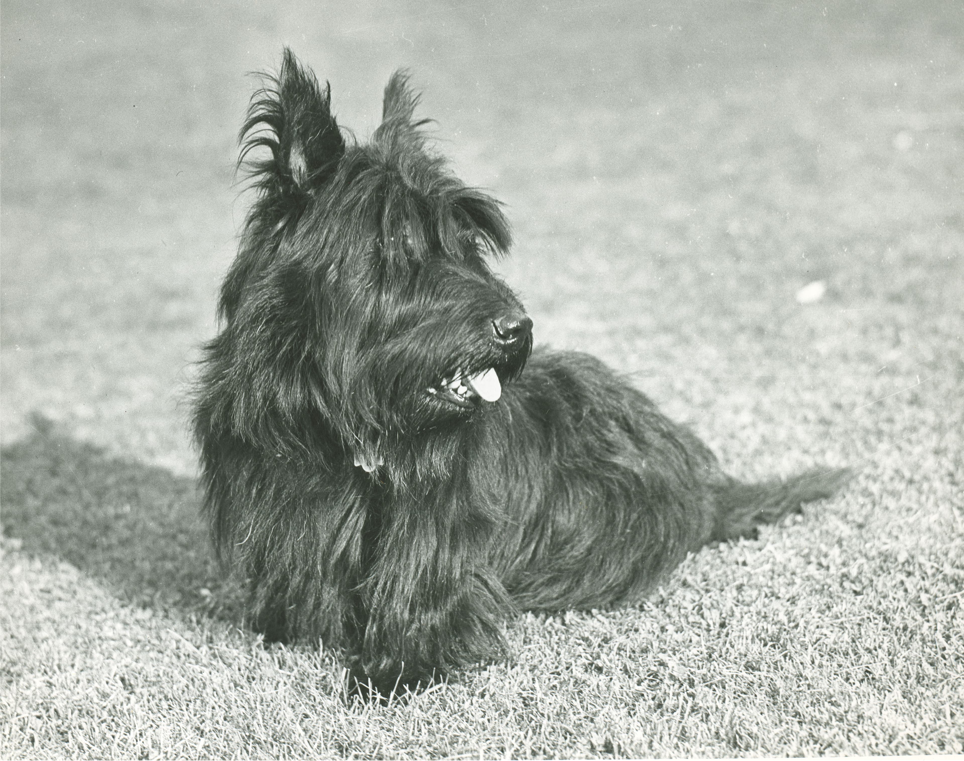 Fala - Dogs of the NPS