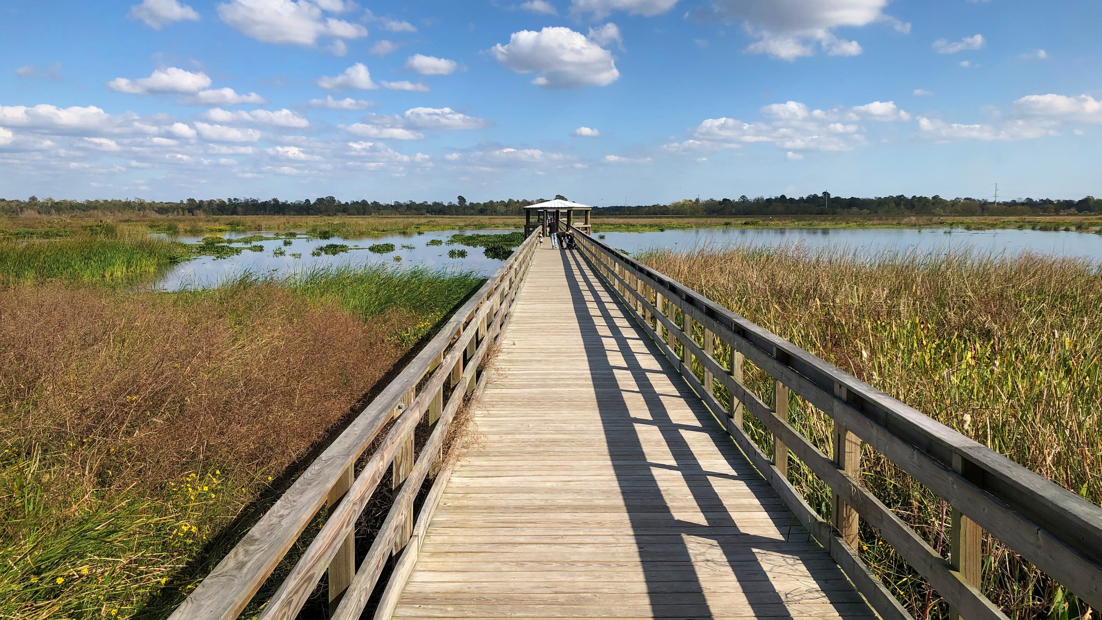 Cattail Marsh