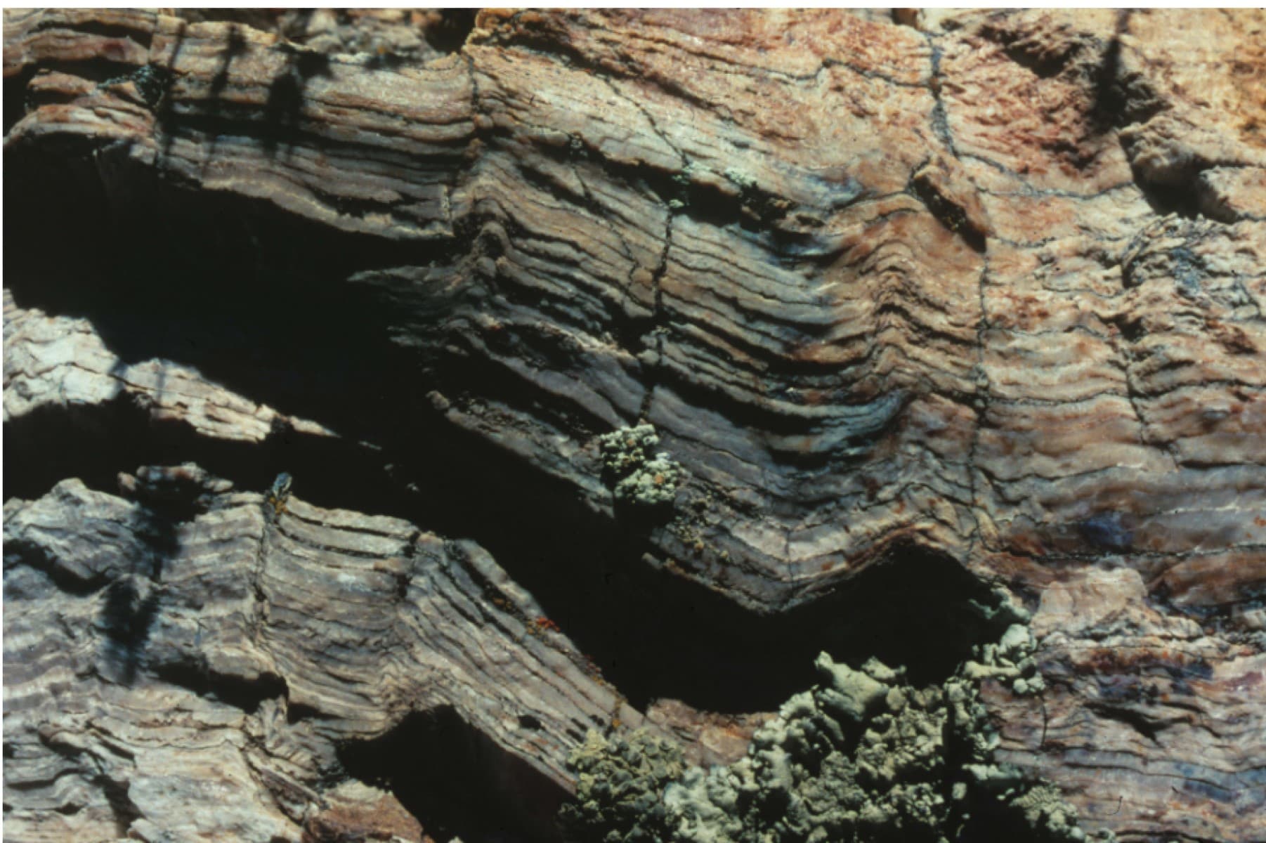 Learning from Tree Rings