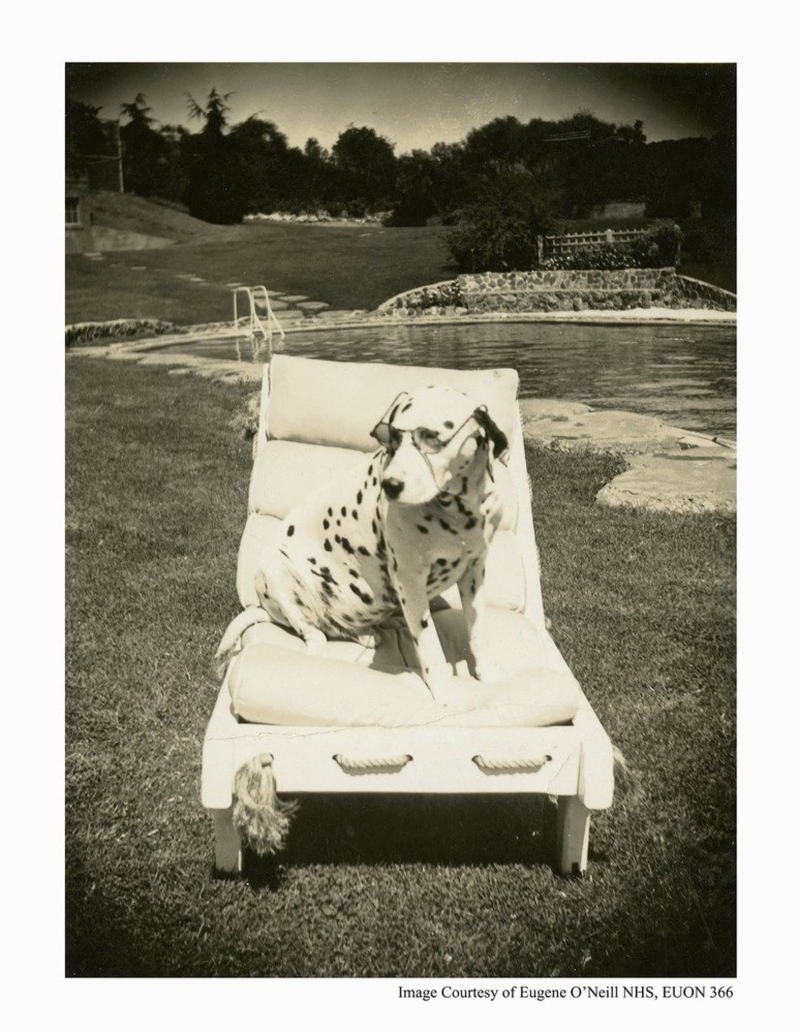 Blemie - Dogs of the NPS