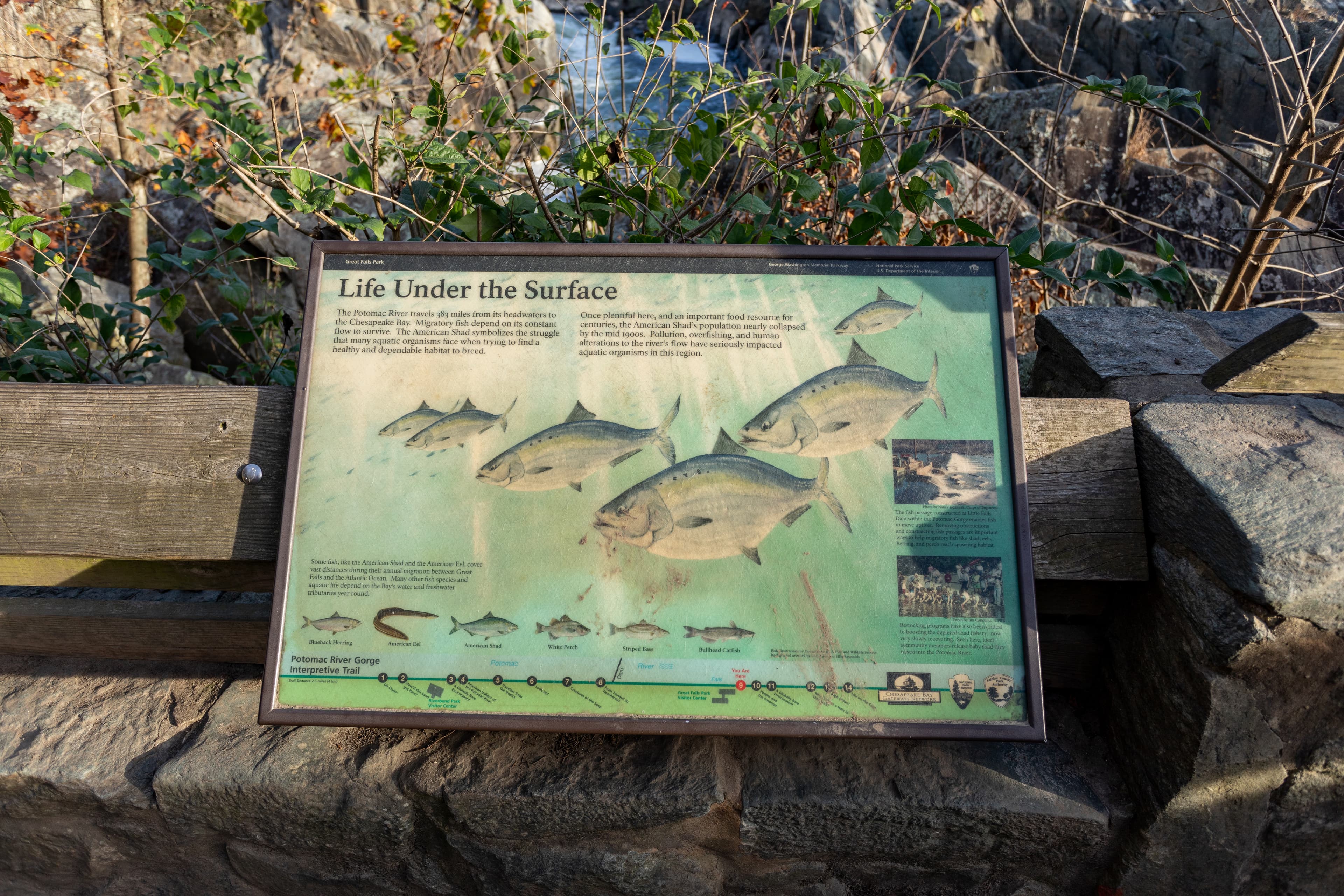 Information Panel: Life Under the Surface