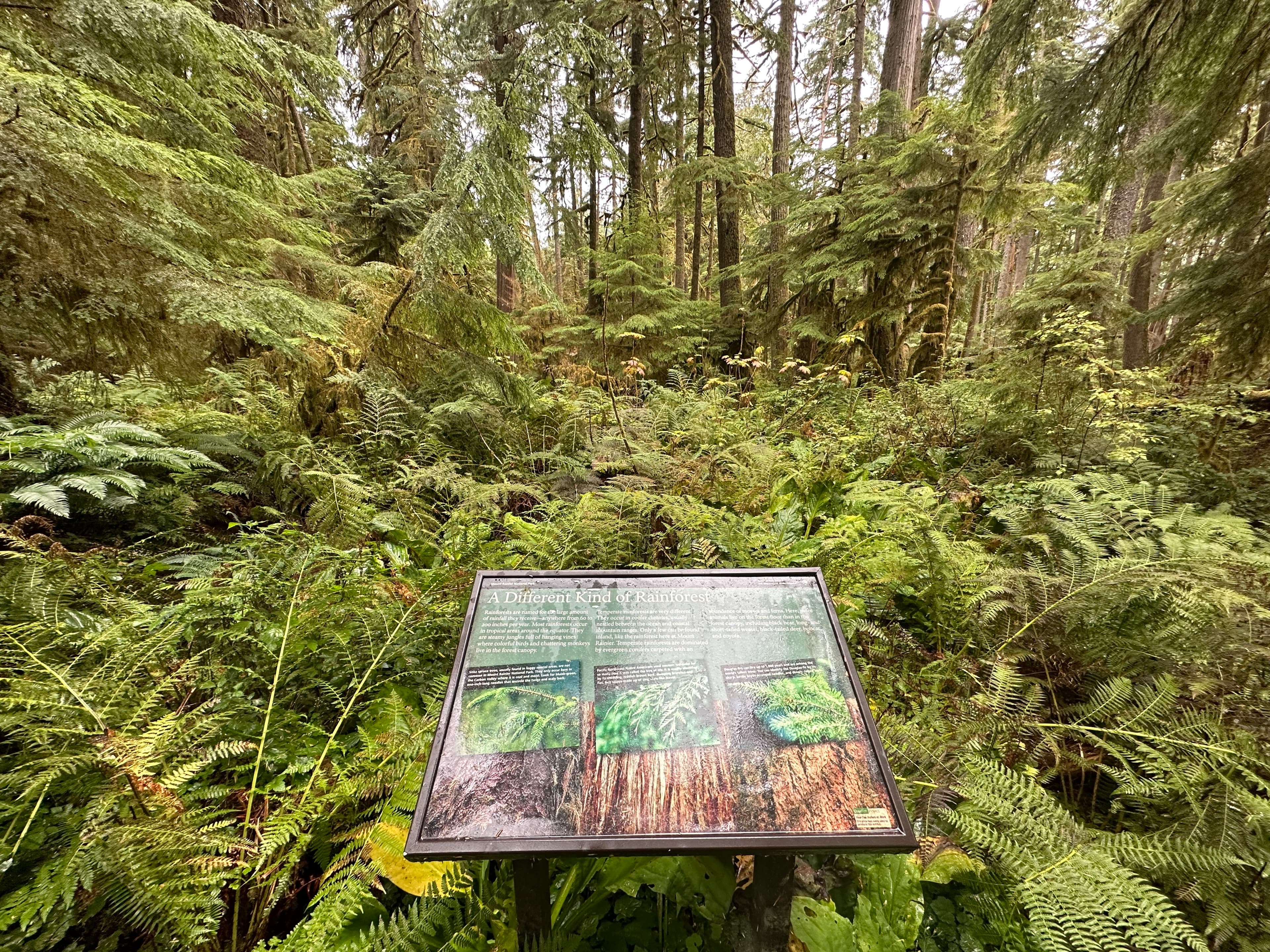 Carbon River Rainforest Trail: A Different Rainforest Exhibit Panel
