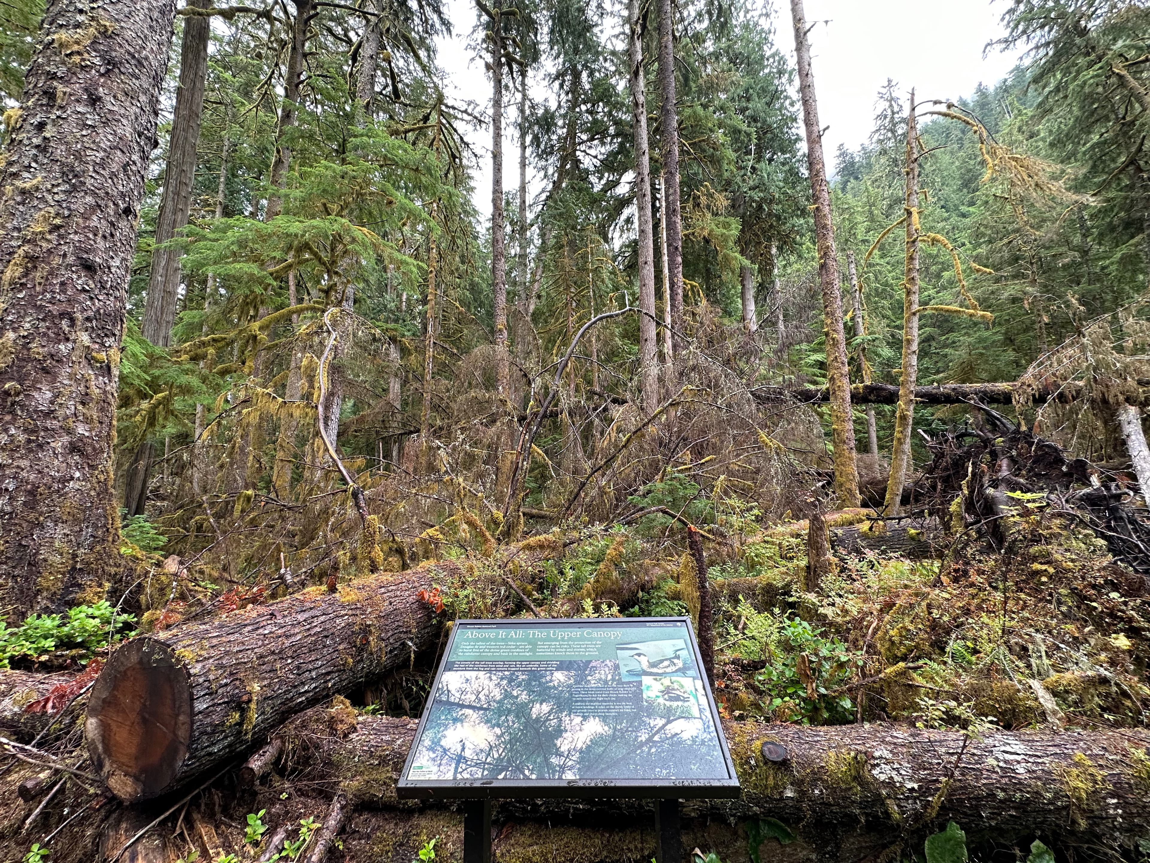 Carbon River Rainforest Trail: Above It All Exhibit Panel