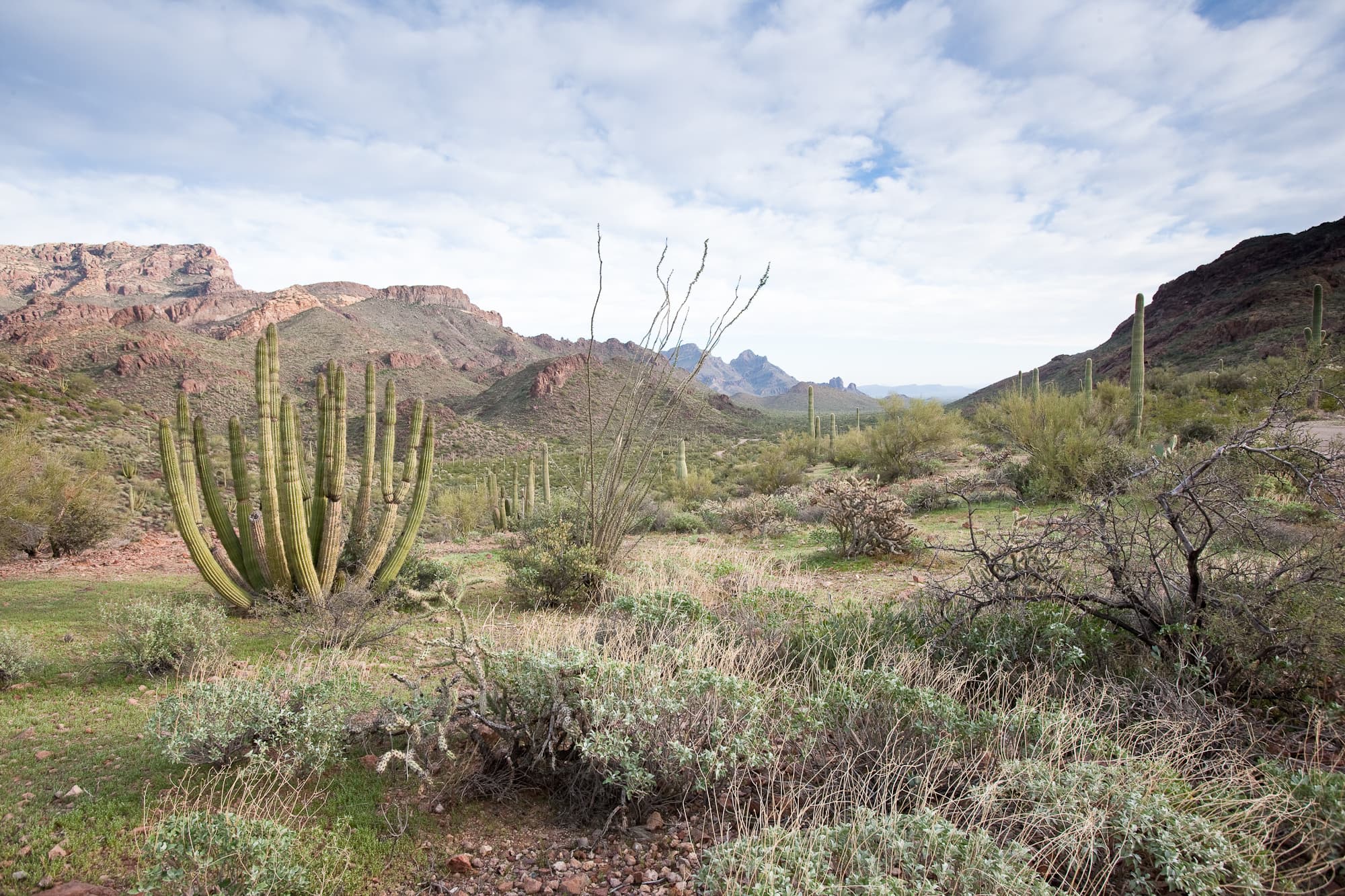 Ajo Mountain Drive Stop 11