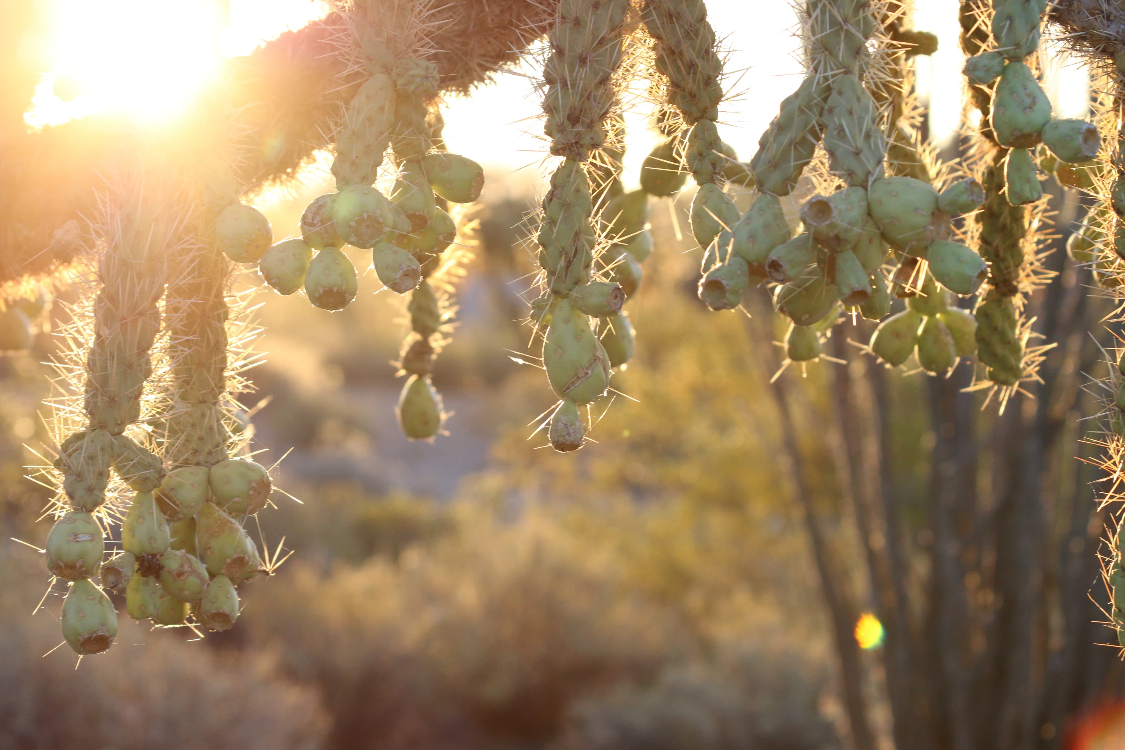 Ajo Mountain Drive Stop 16