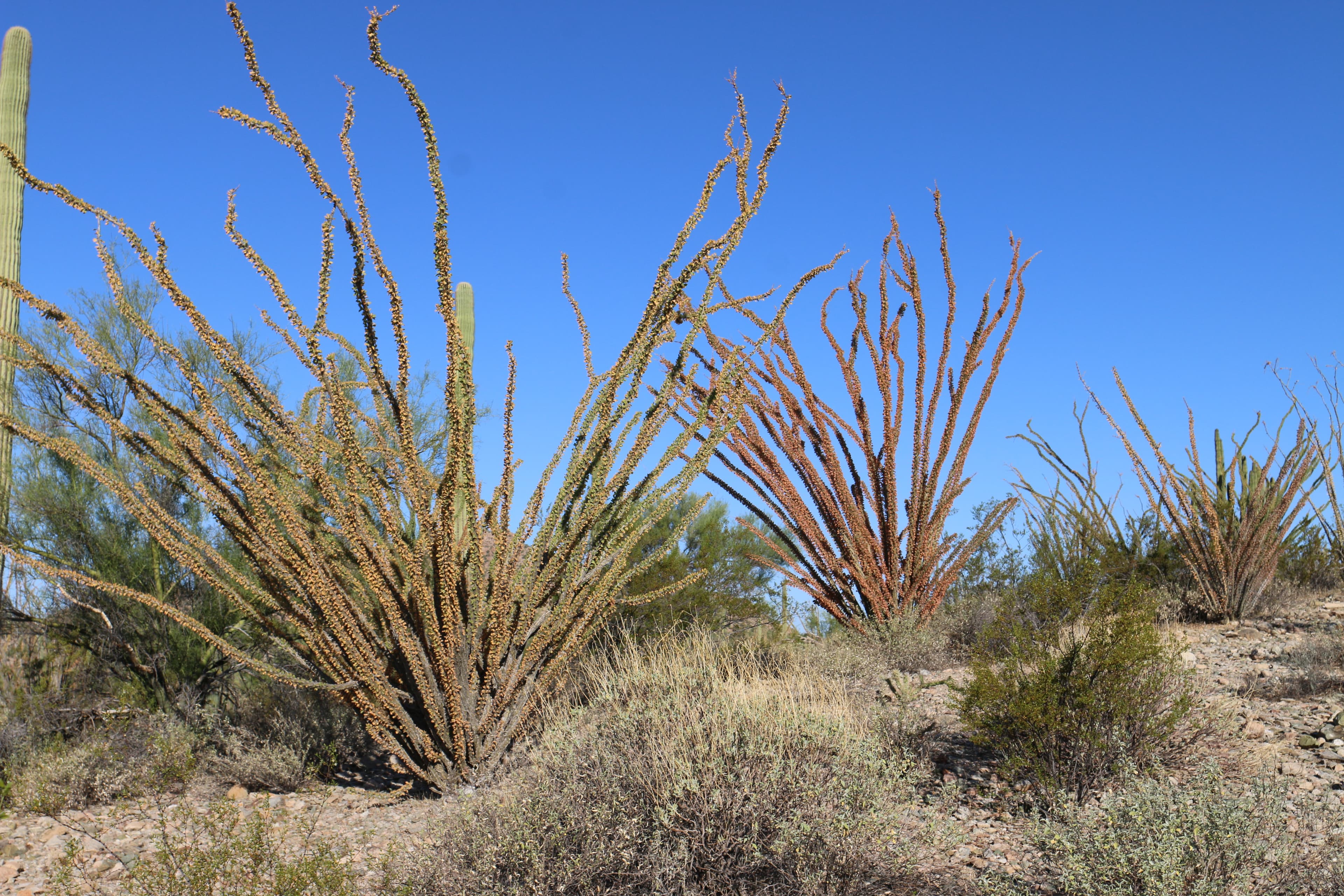 Ajo Mountain Drive Stop 15