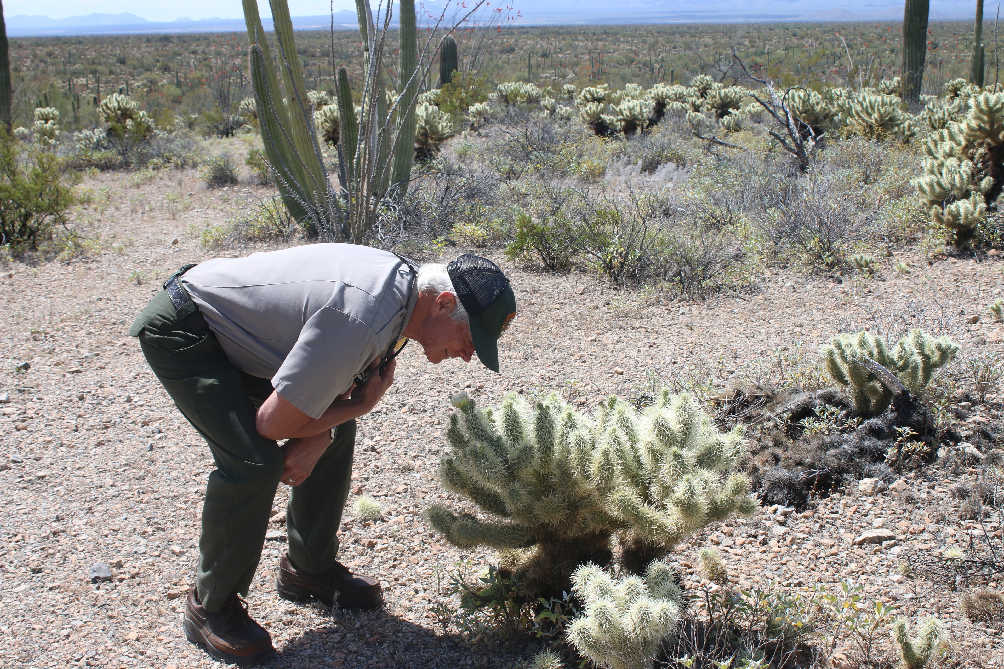 Ajo Mountain Drive Stop 17