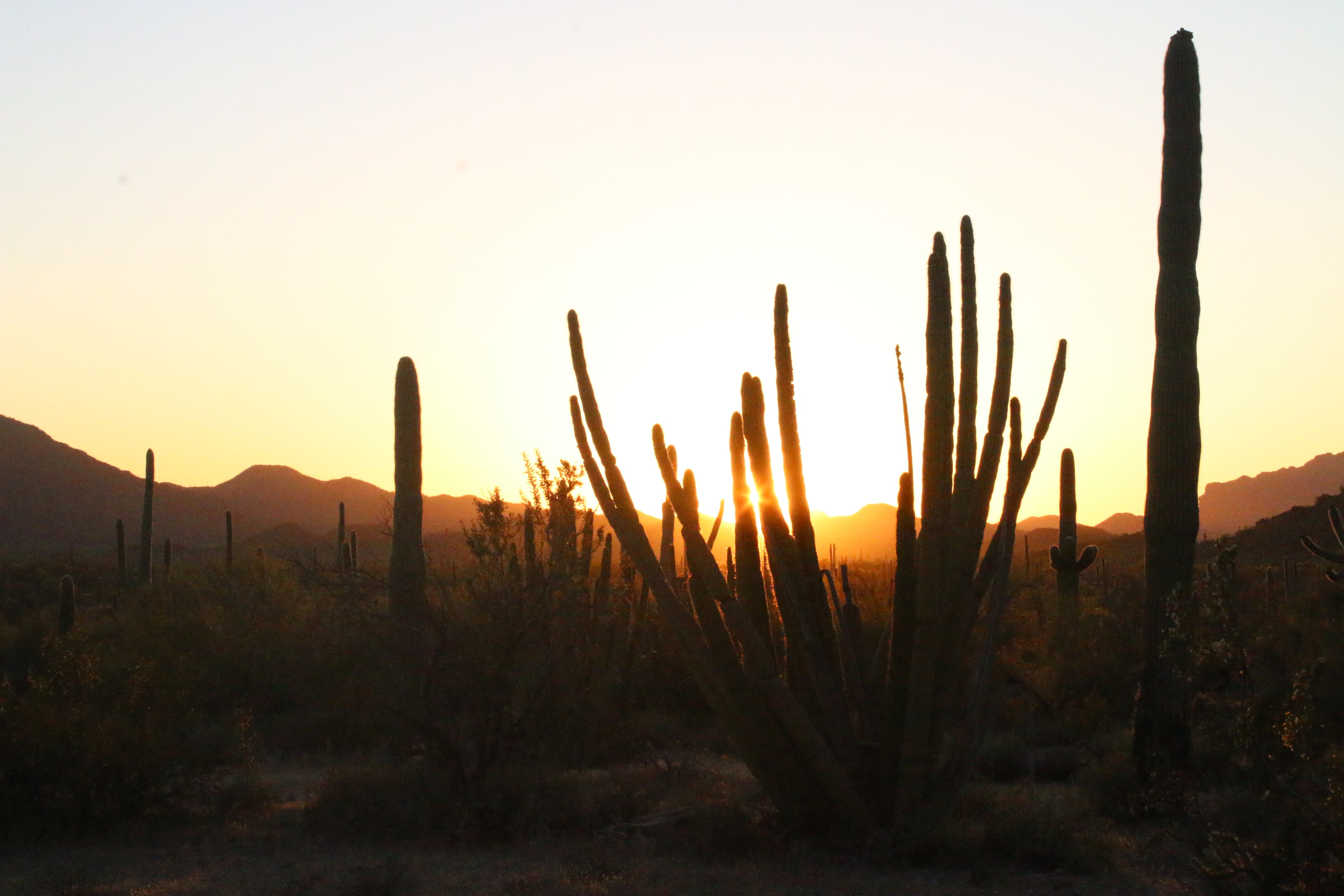 Ajo Mountain Drive Stop 18