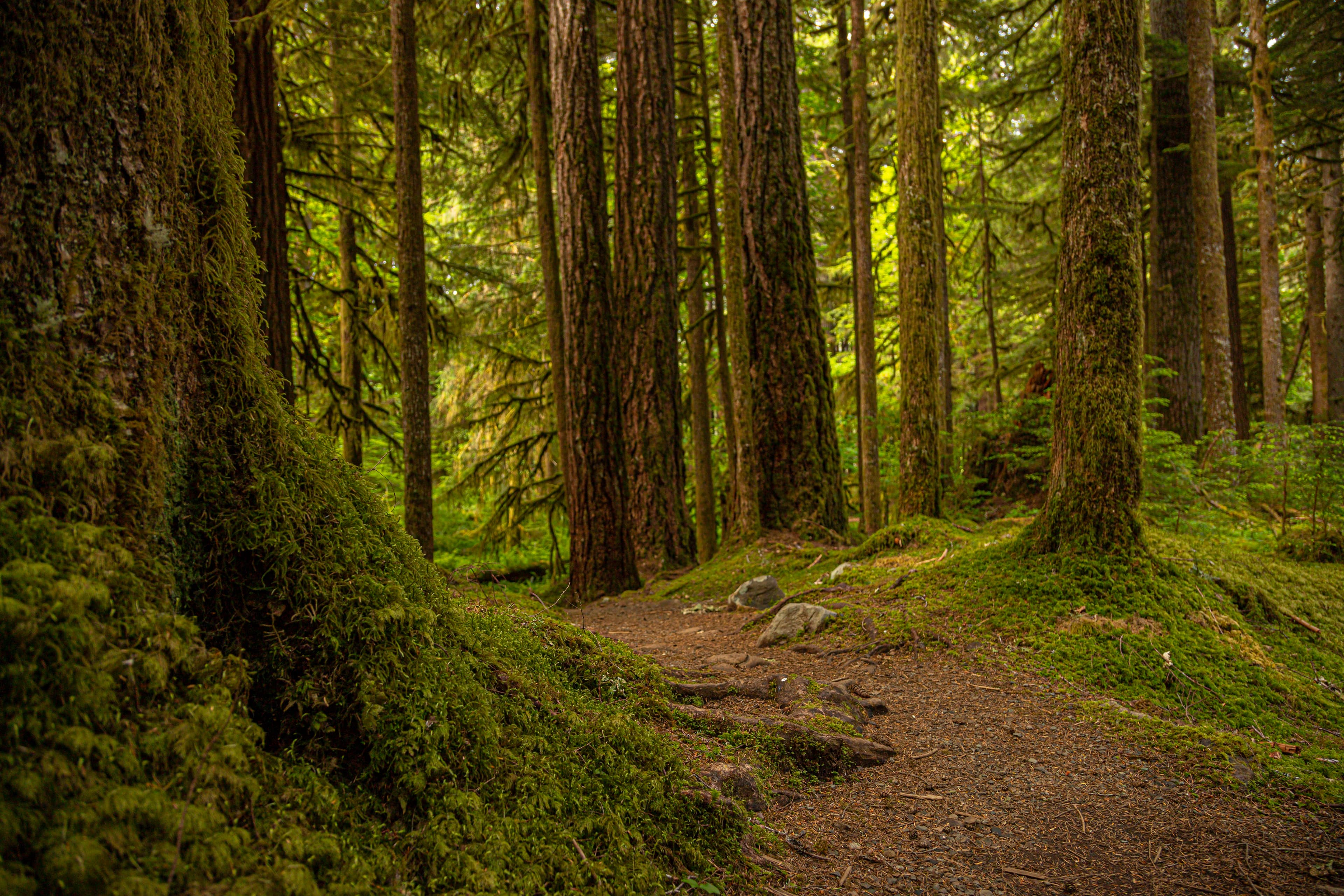 Ancient Groves Main Trailhead