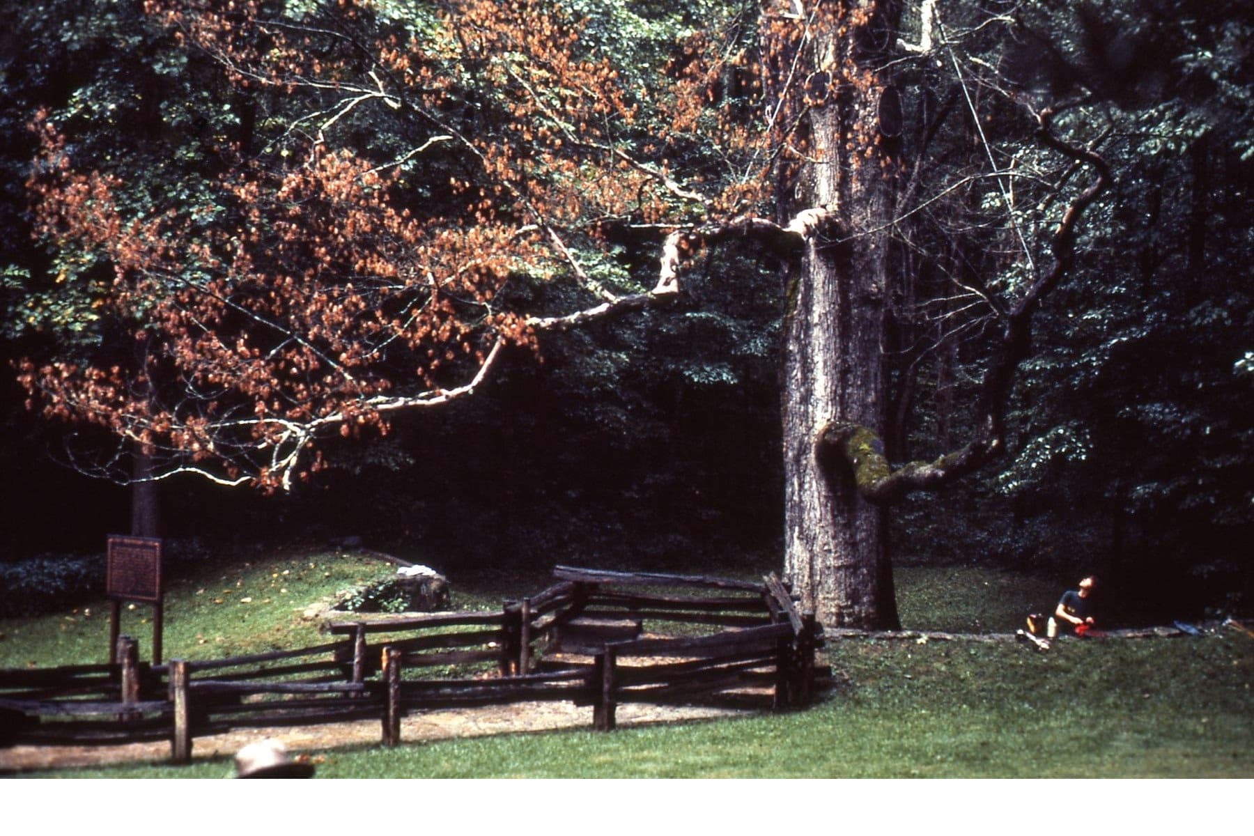 Boundary Oak