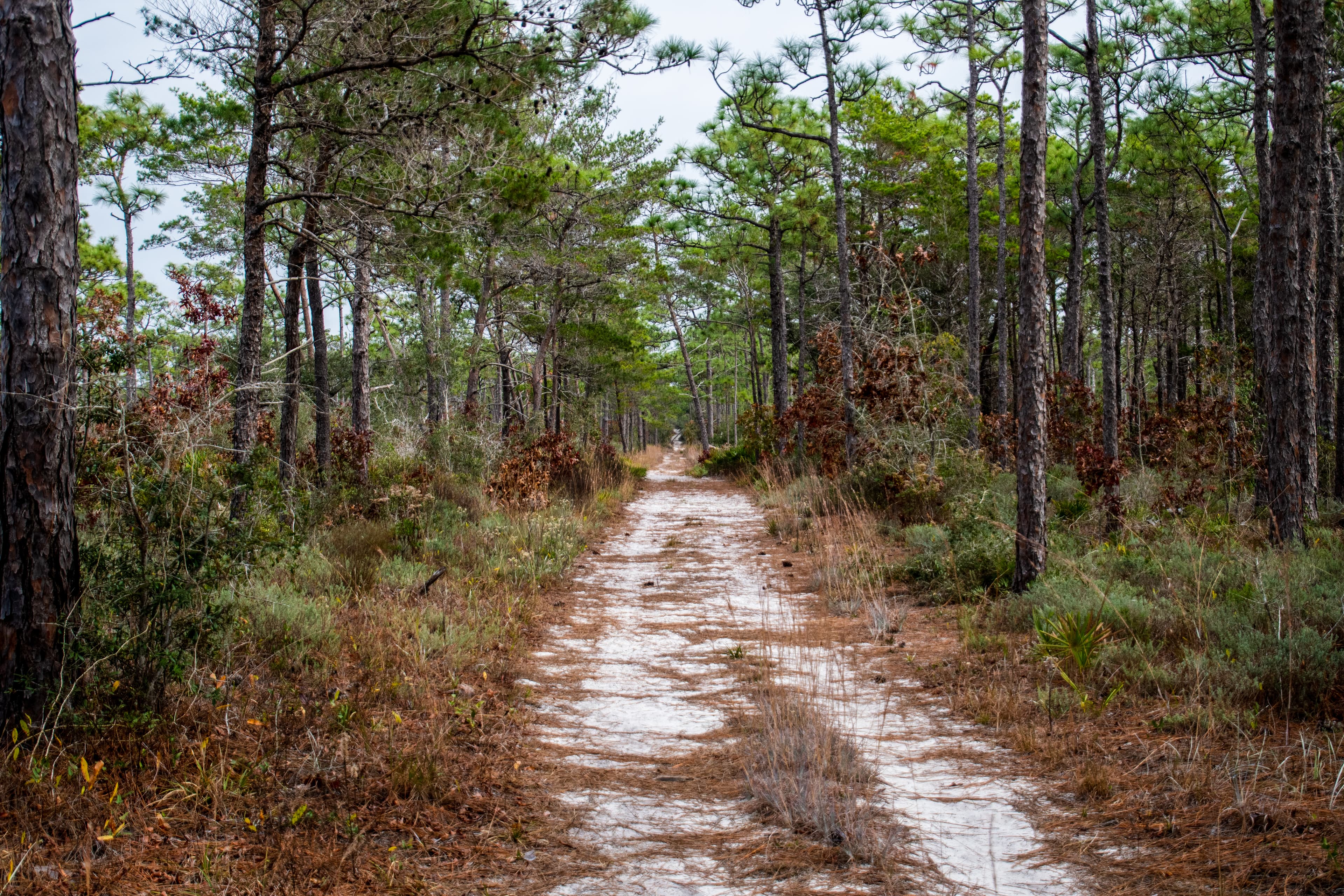 Andrew Jackson Trail