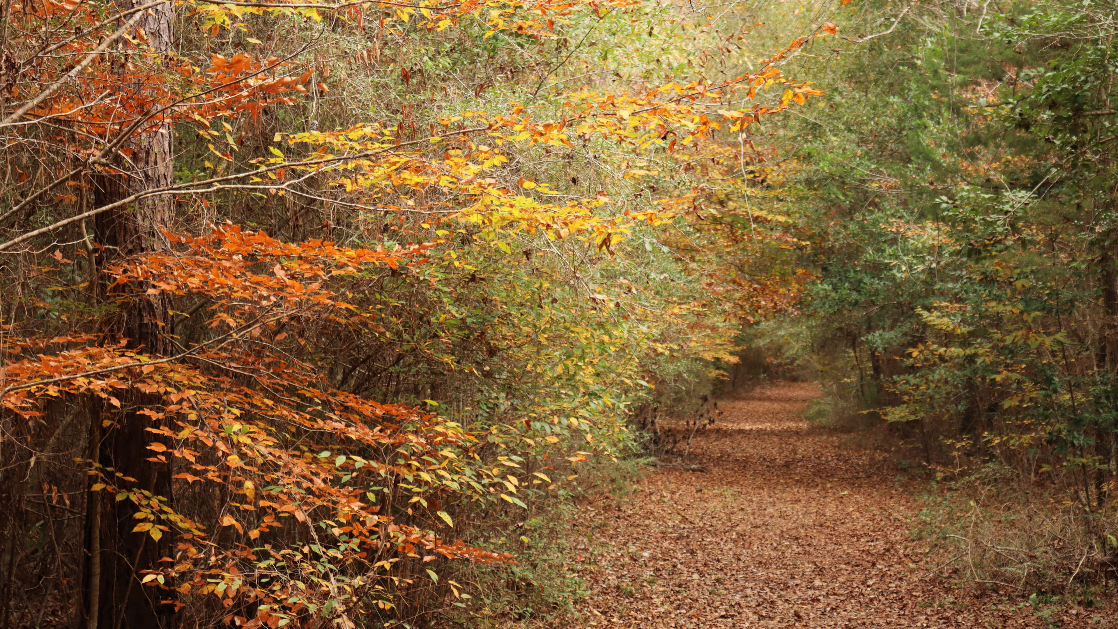 Beech Woods Trail