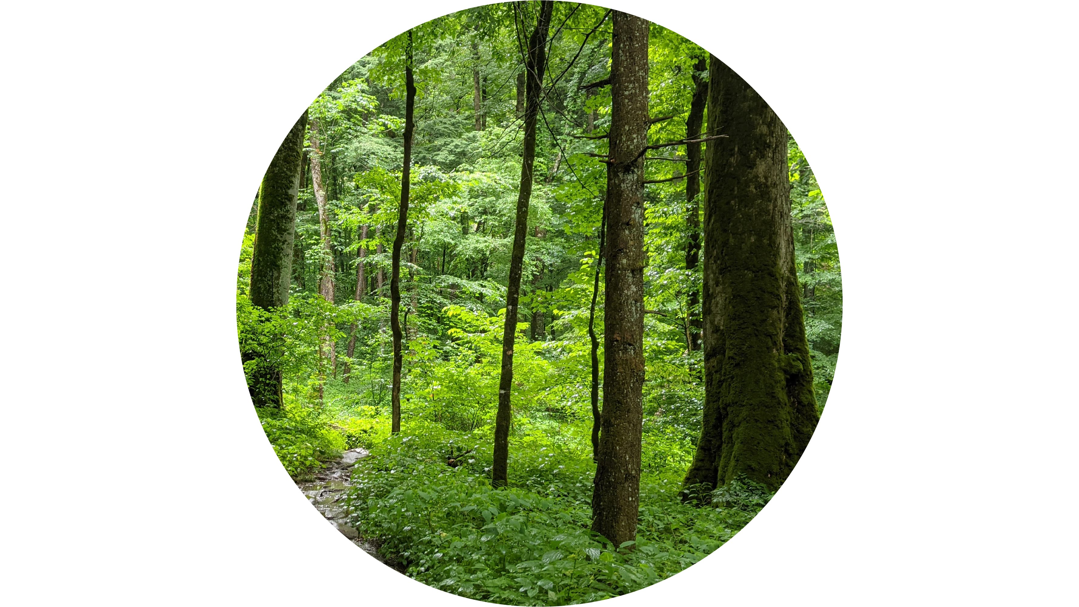 Albright Grove
