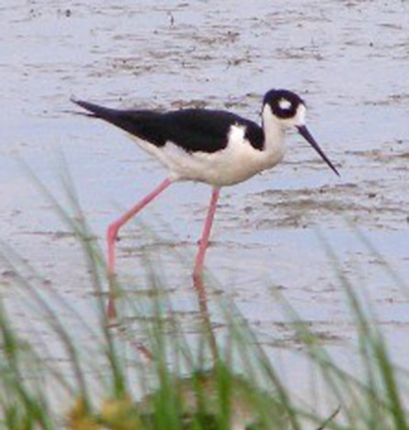 Cheyenne Bottoms Wildlife Area