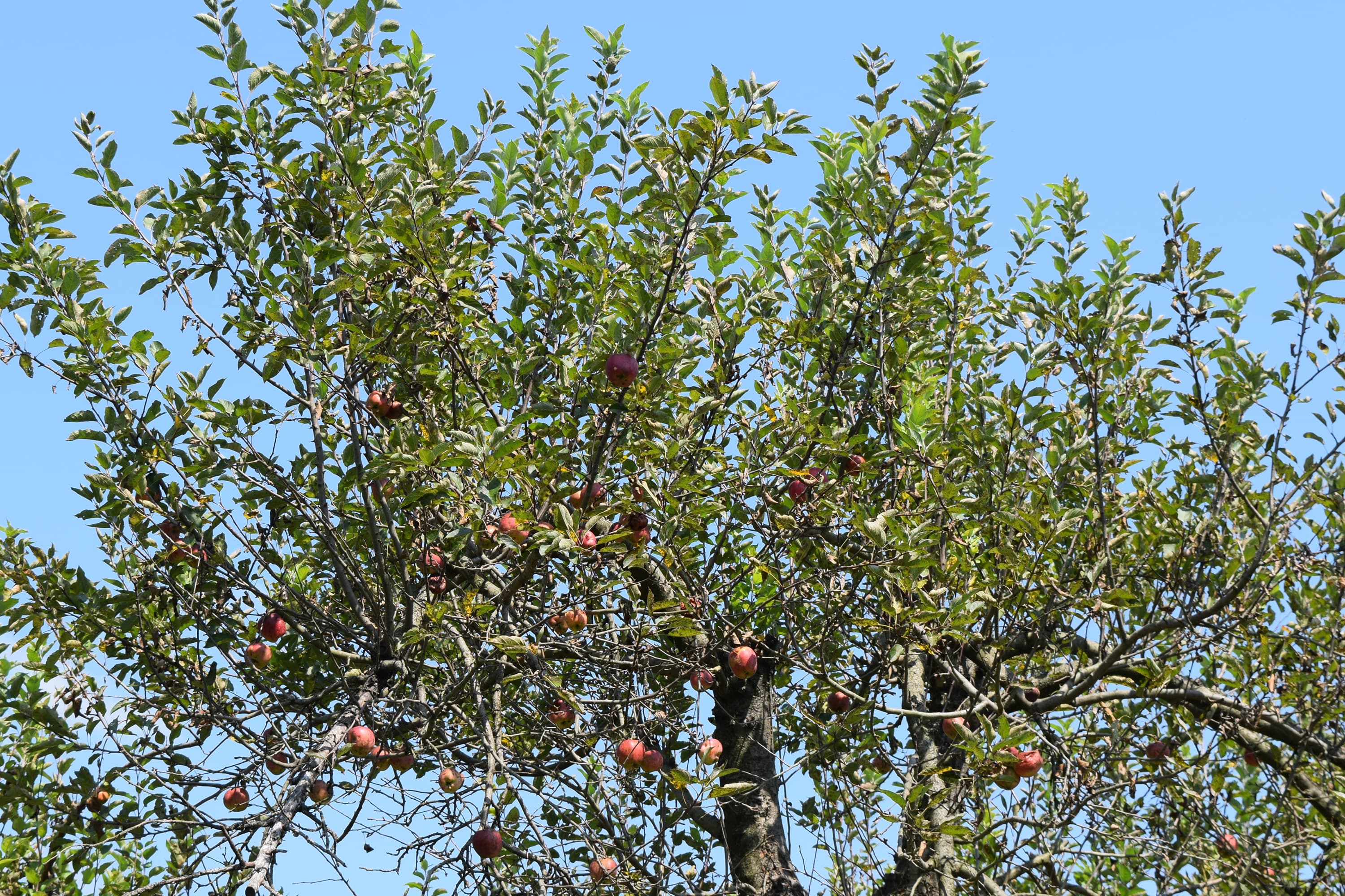 Apple Orchard