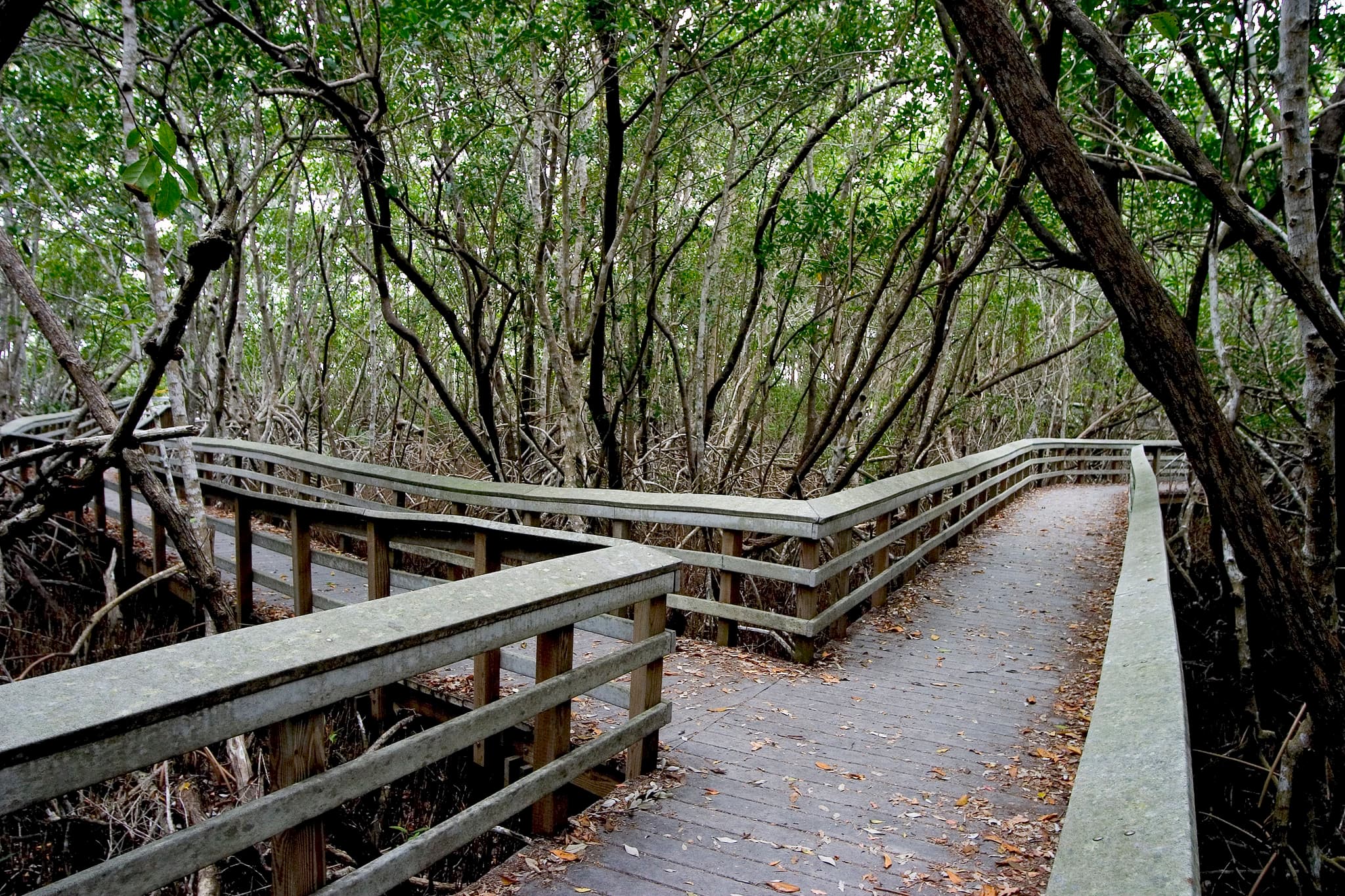 Bobcat Boardwalk Trail