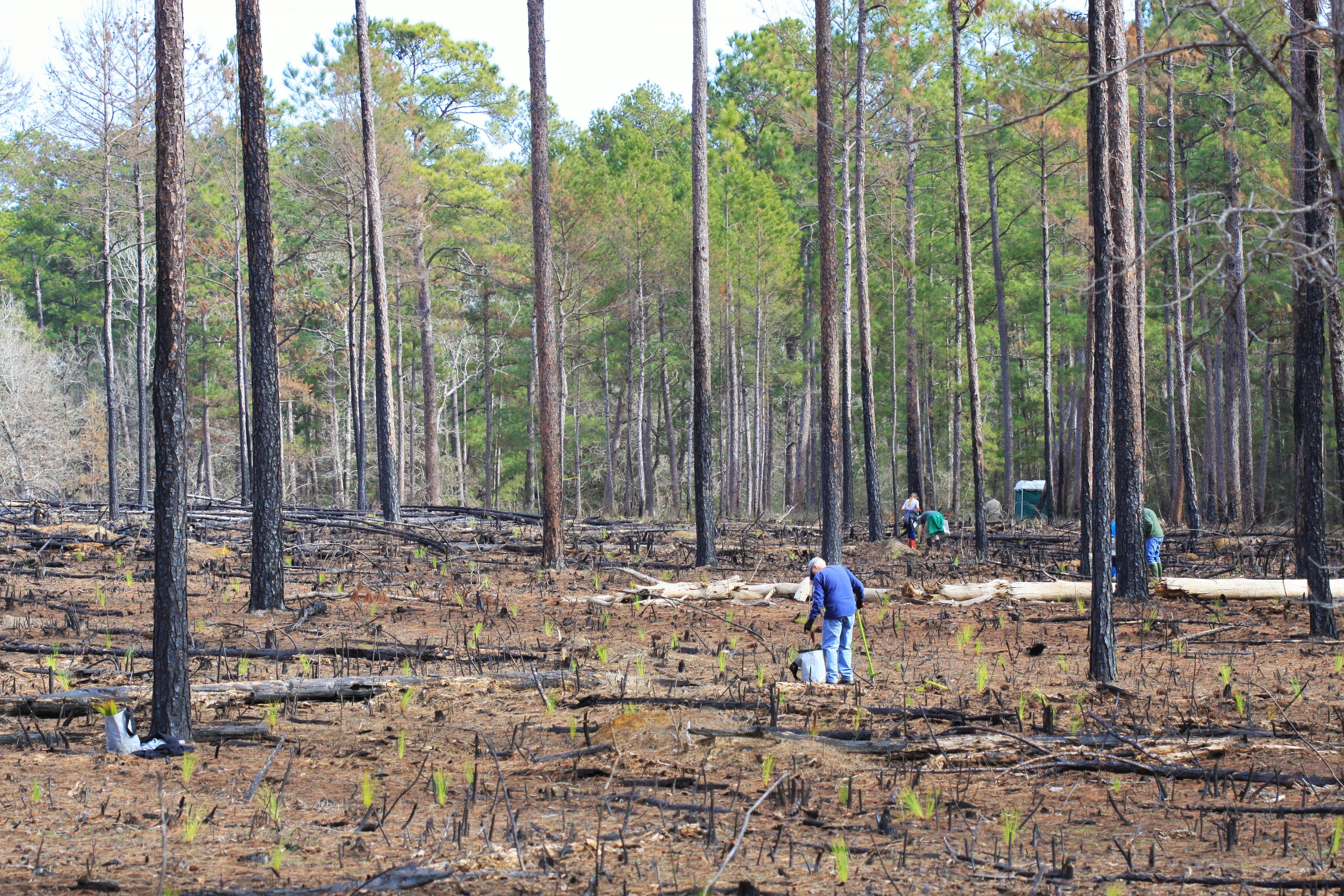 Centennial Forest
