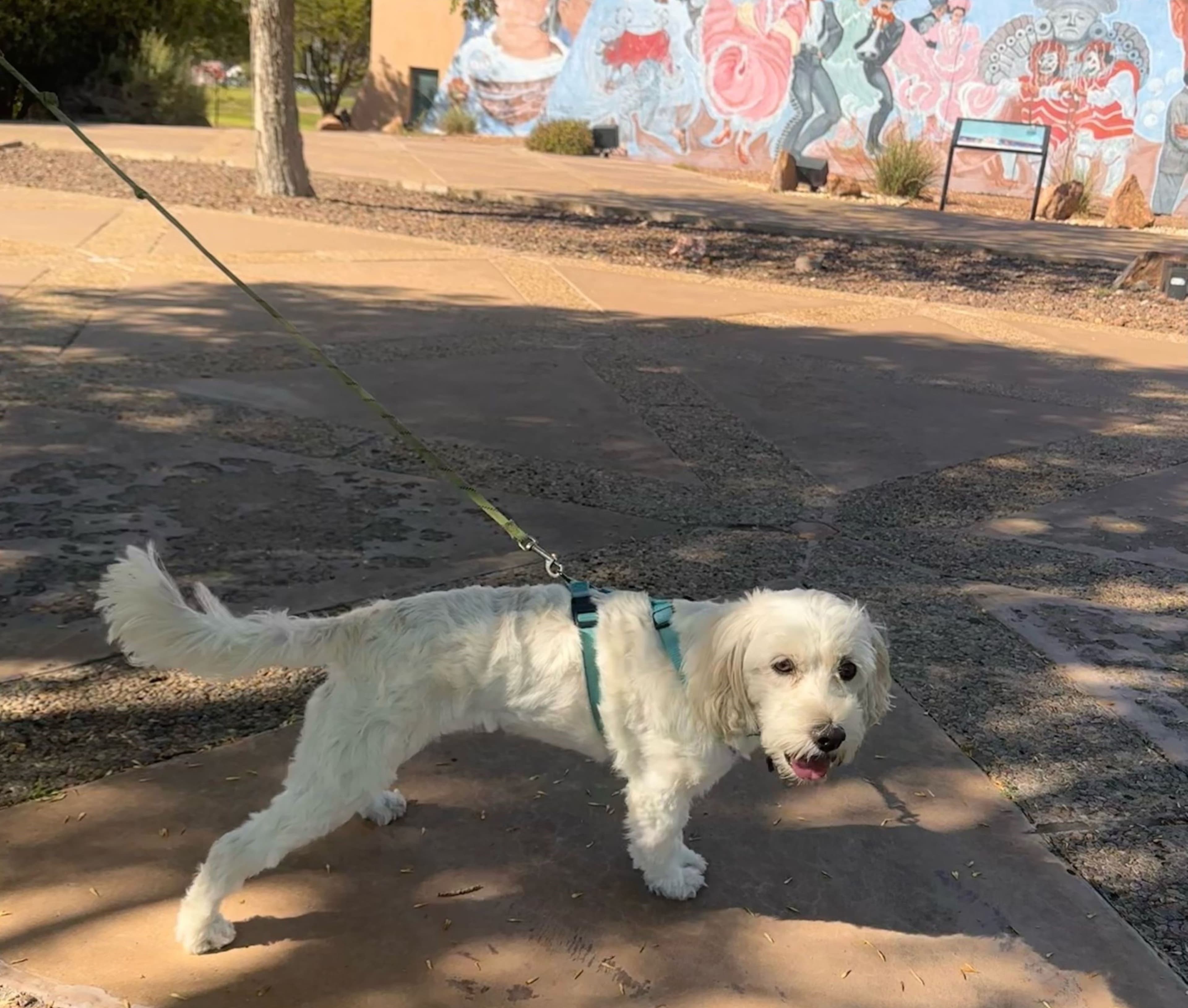 Chamizal BARK Ranger - Always Wear a Leash
