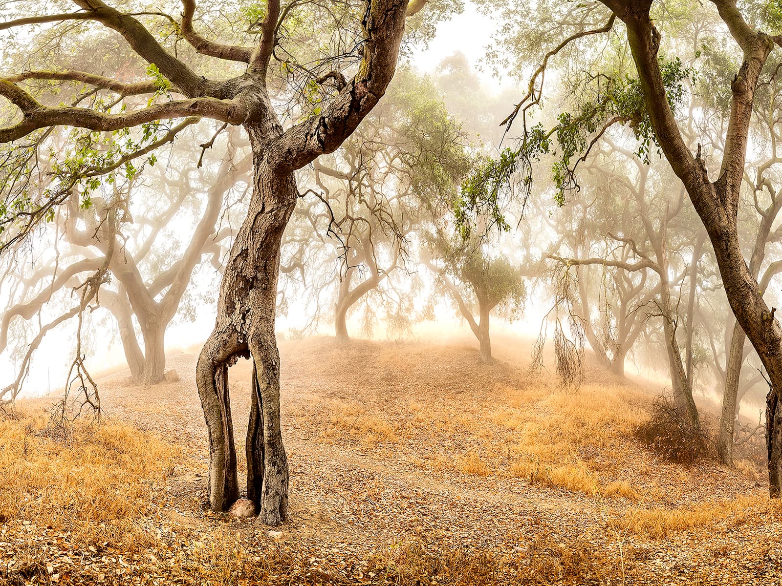 Rocky Oaks