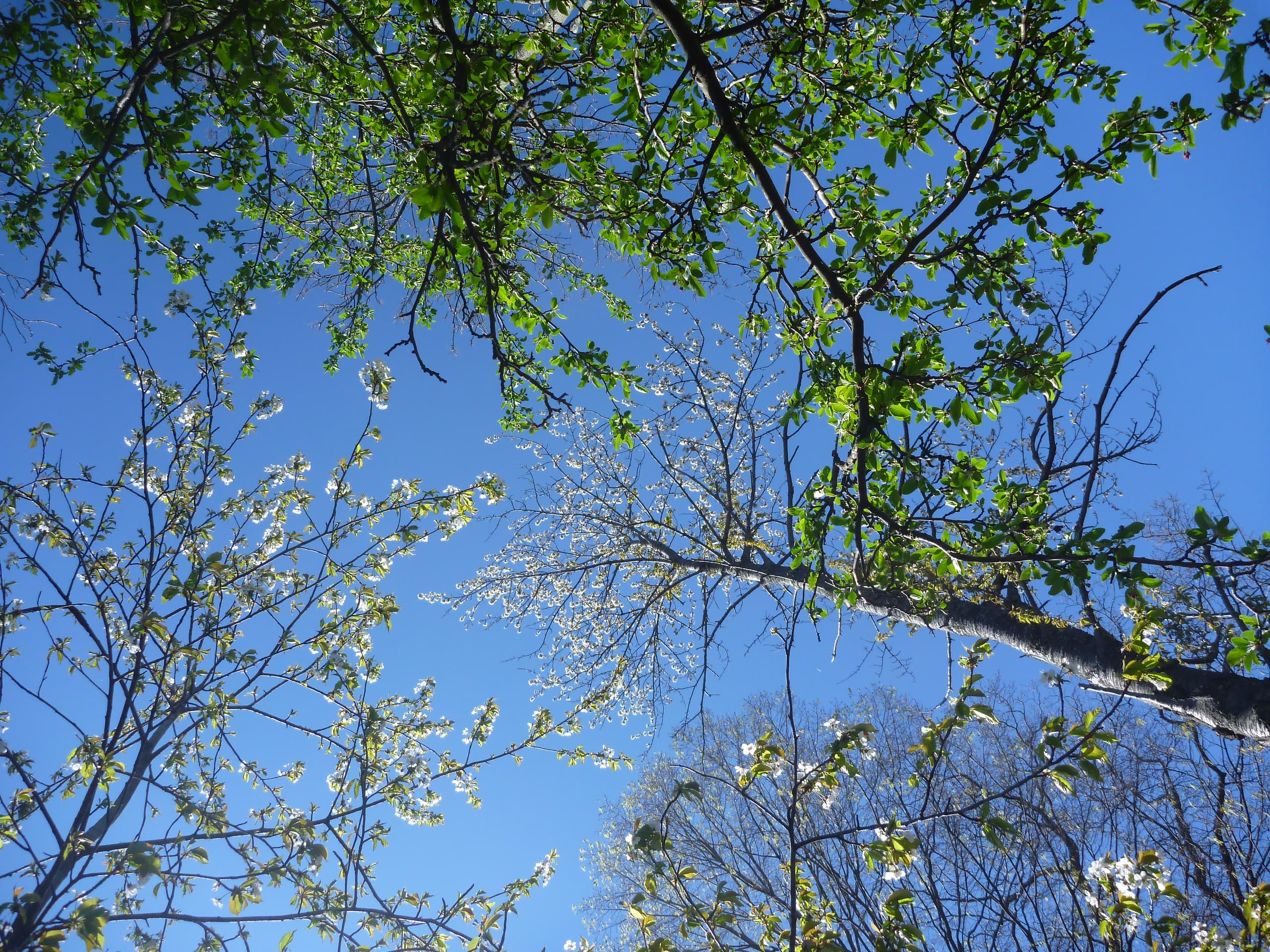Nature Trail