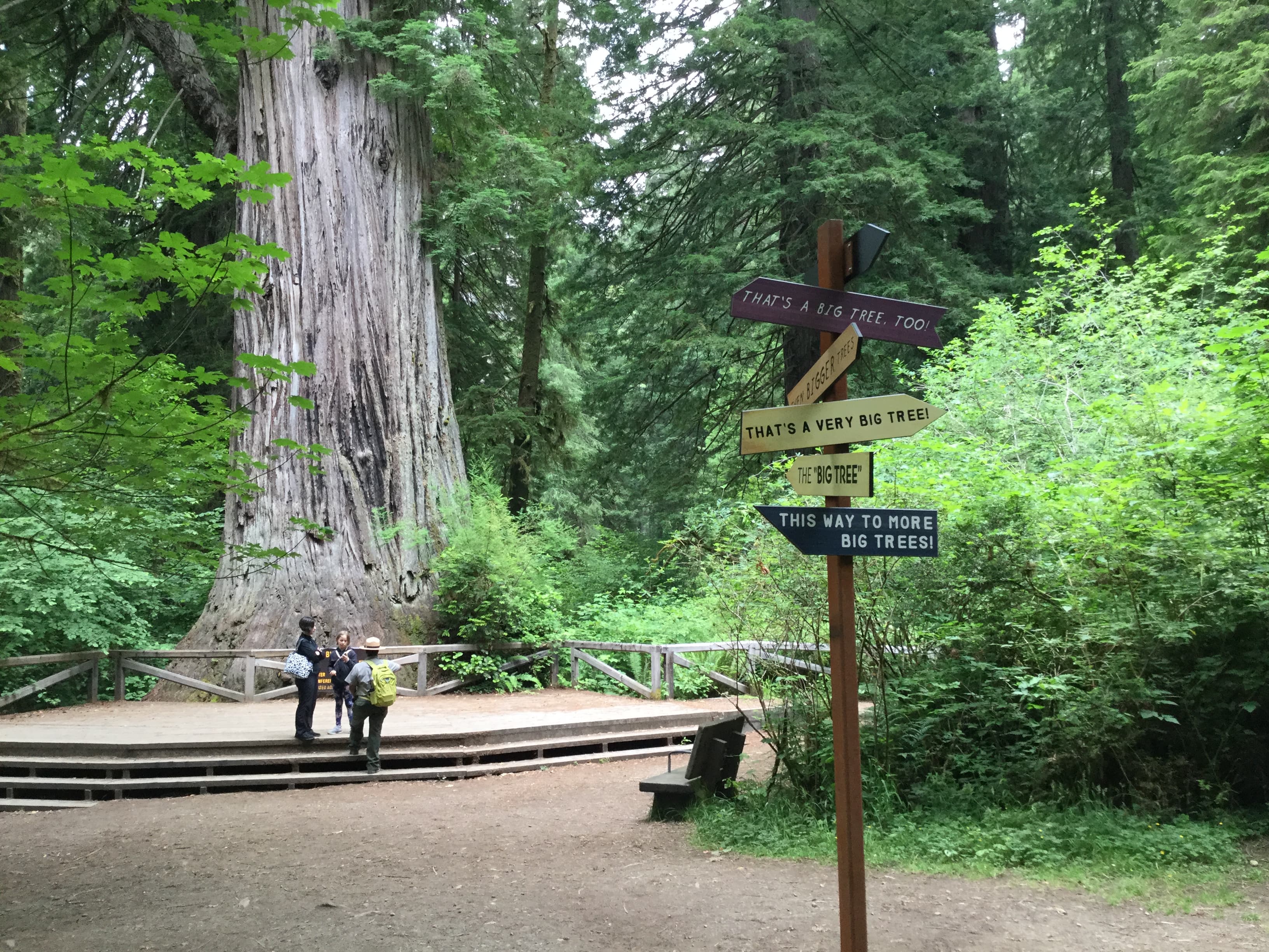 Big Tree Wayside