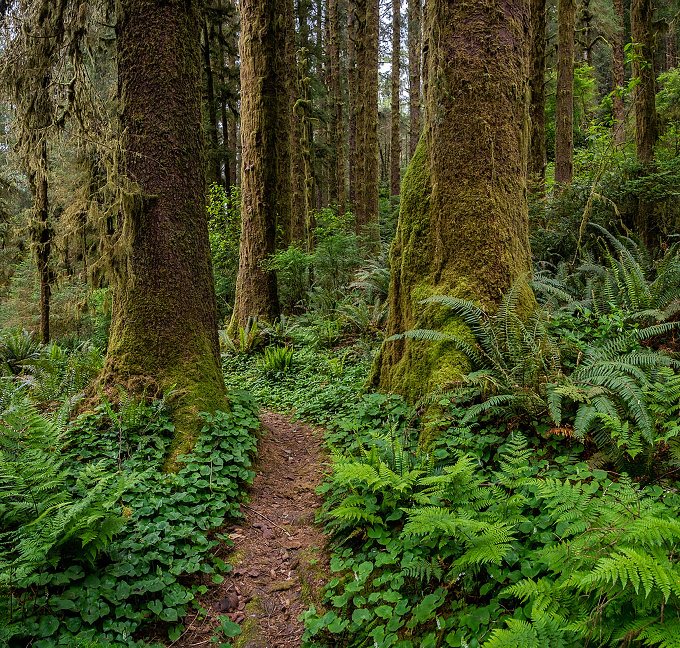 Coastal Trail: Skunk Cabbage (South)