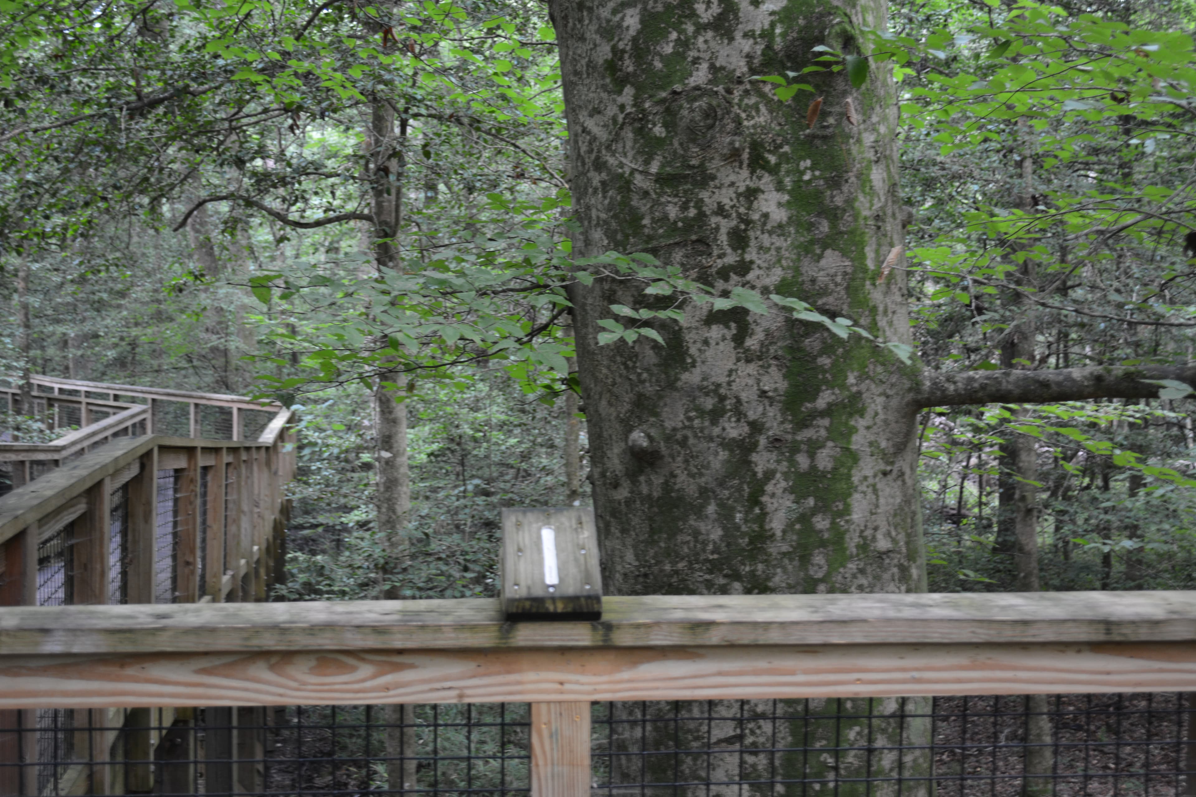 Congaree Self Guided Boardwalk Tour Stop #1