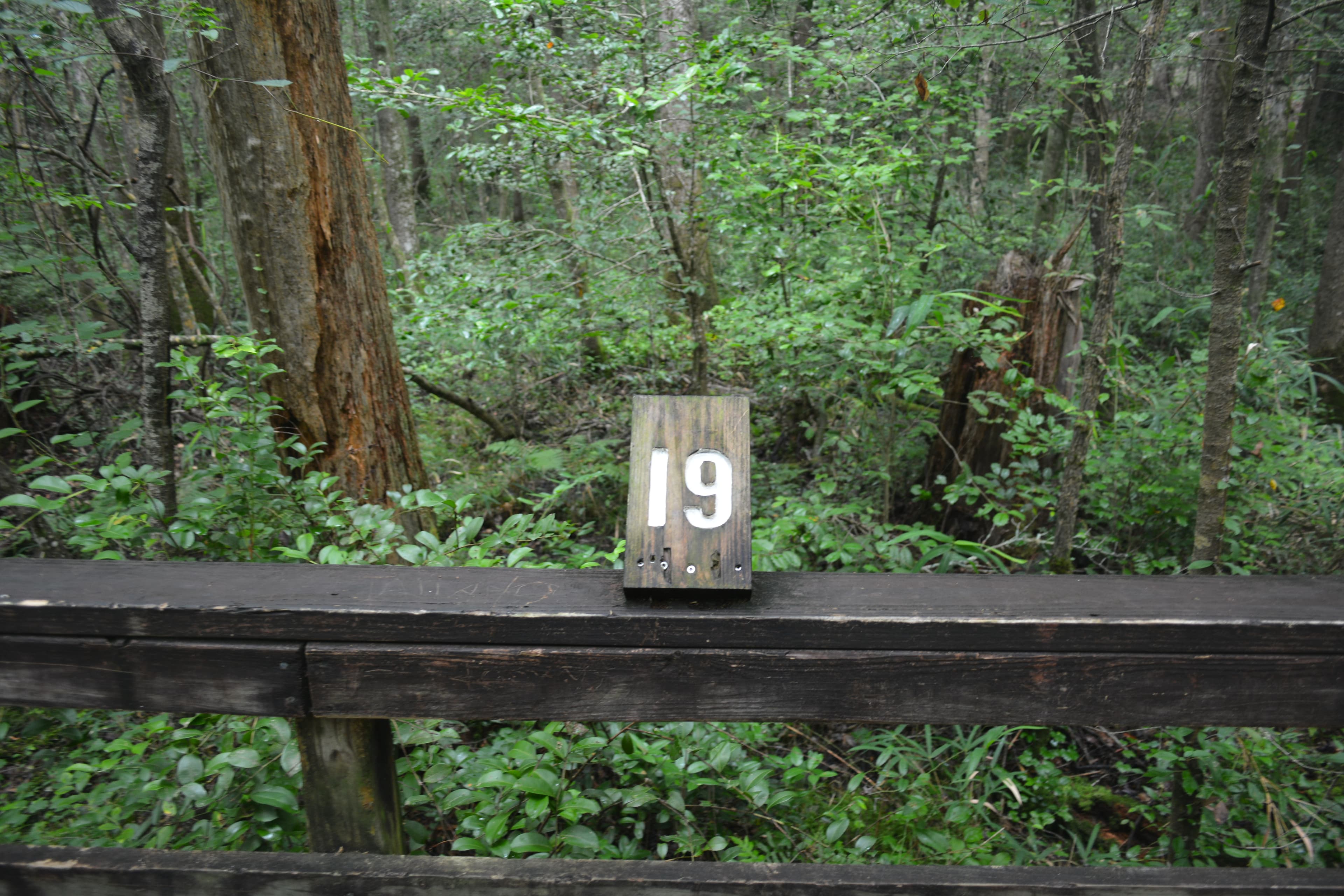 Congaree Self Guided Boardwalk Tour Stop #19