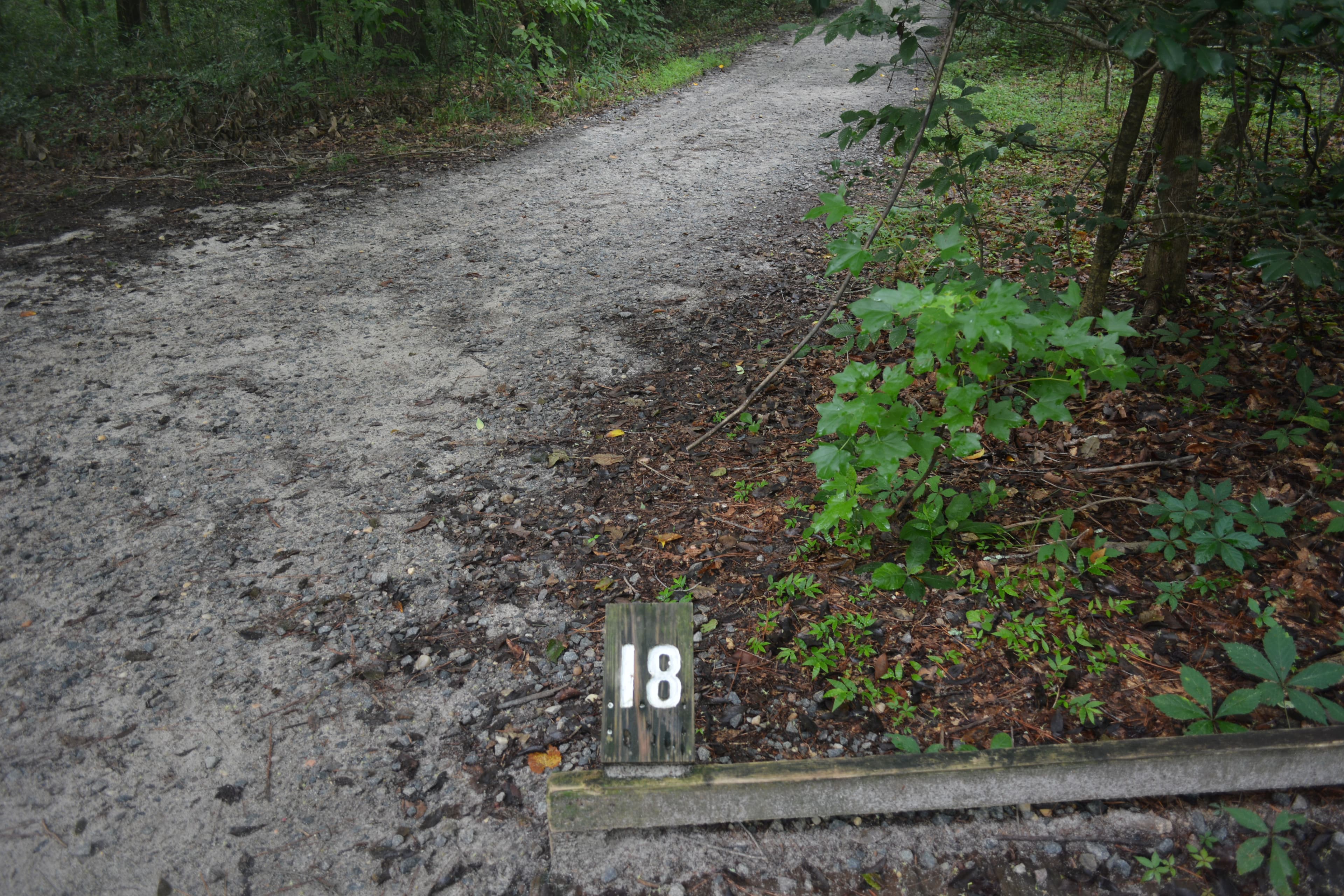 Congaree Self Guided Boardwalk Tour Stop #18