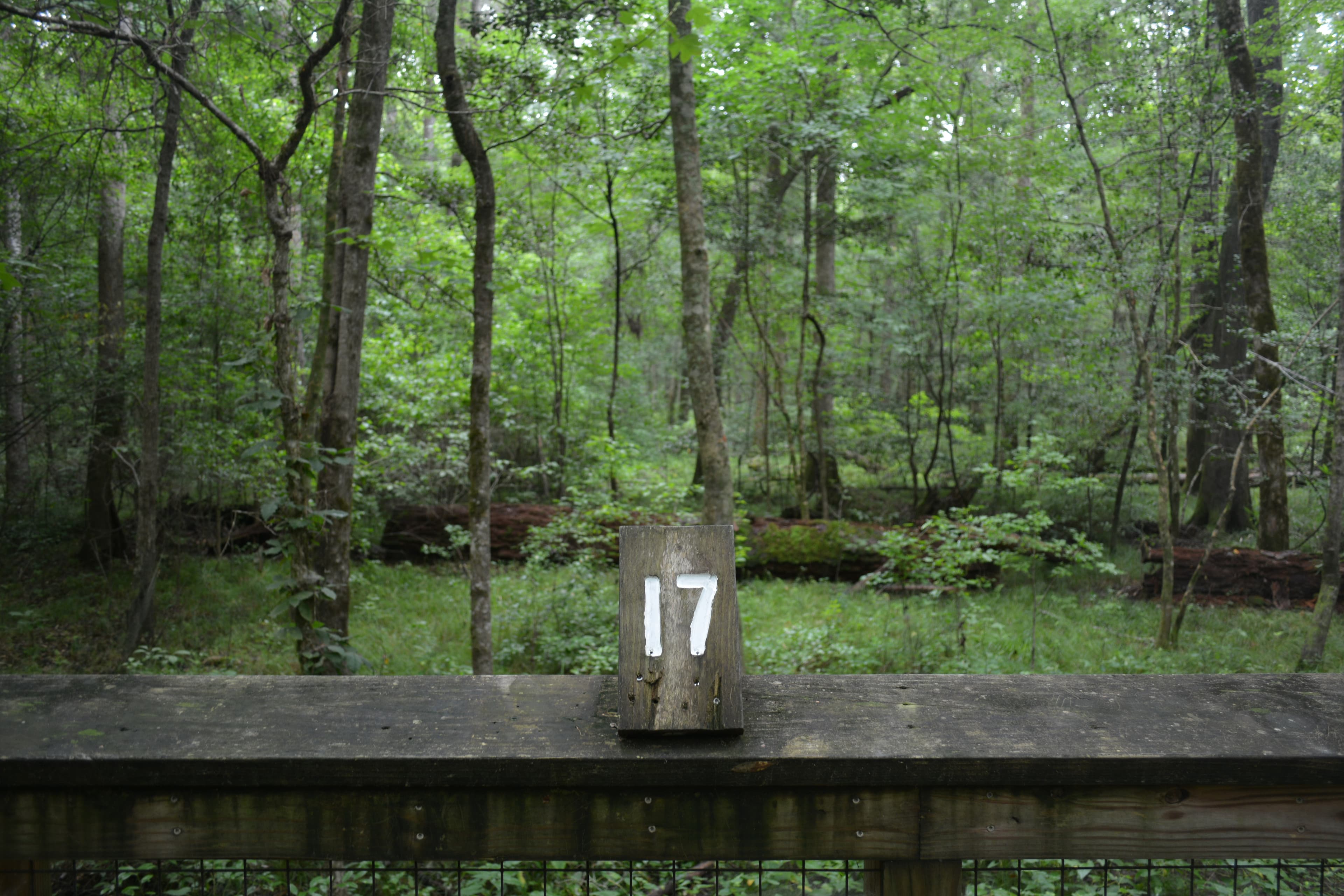 Congaree Self Guided Boardwalk Tour Stop #17