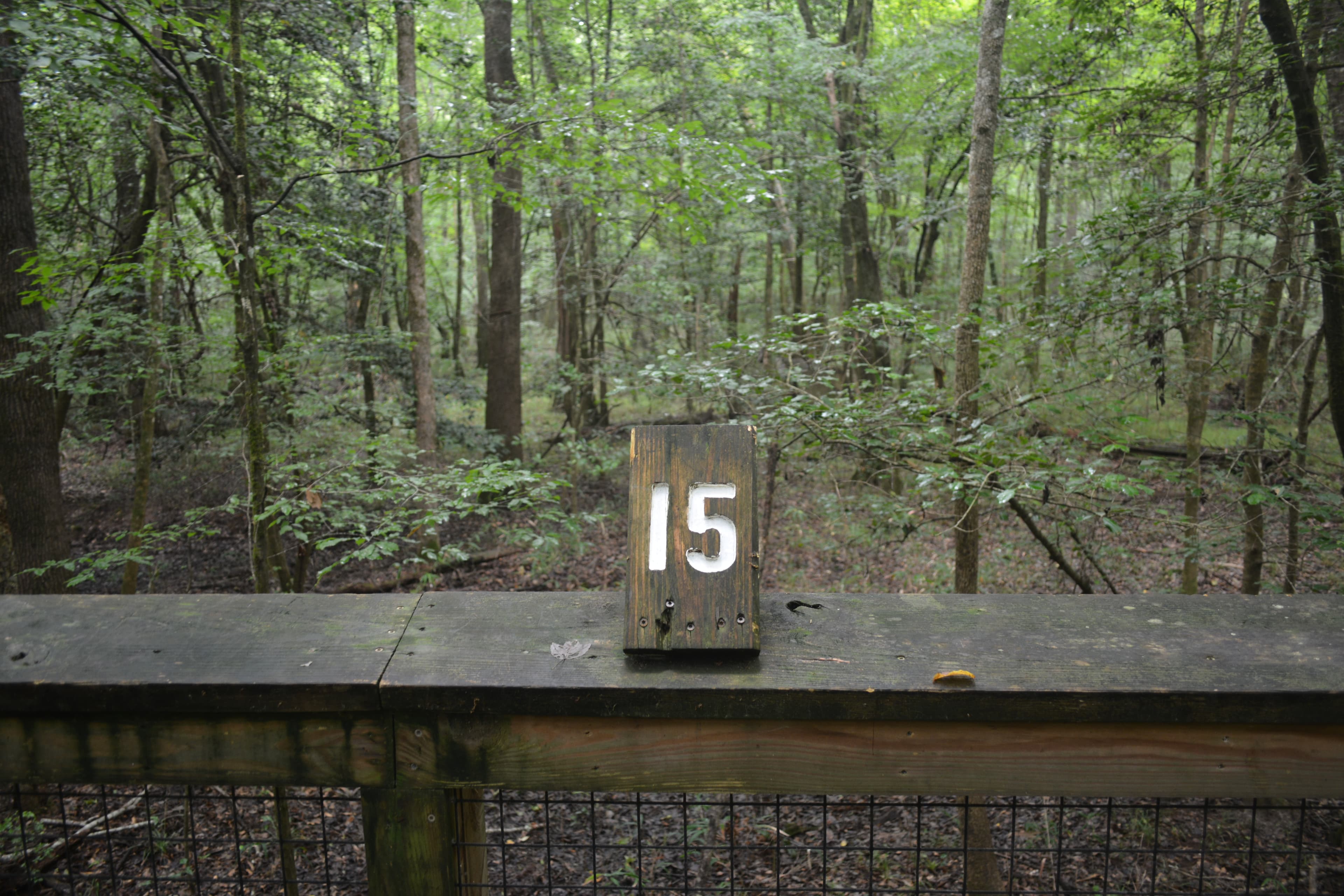 Congaree Self Guided Boardwalk Tour Stop #15