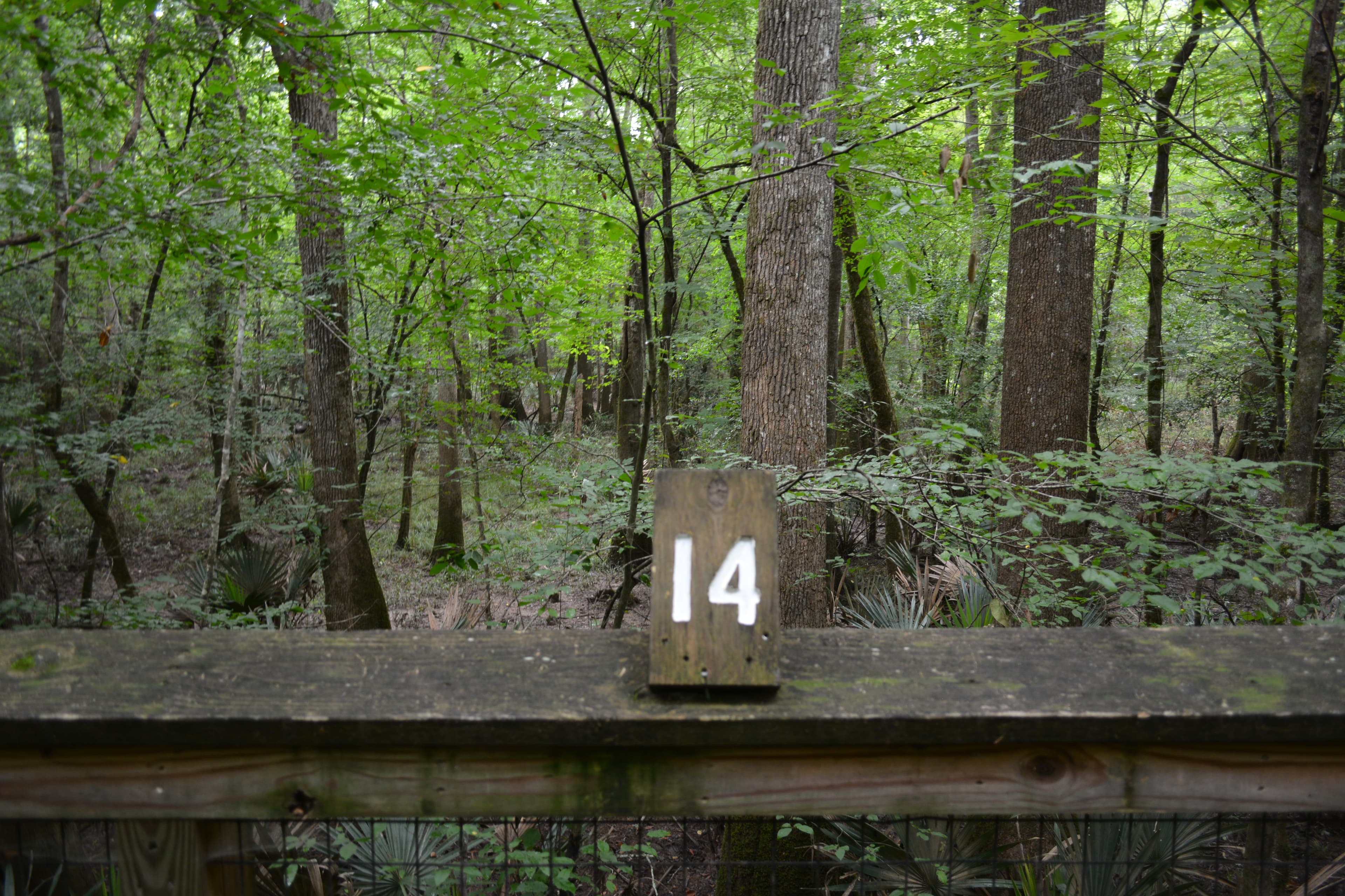 Congaree Self Guided Boardwalk Tour Stop #14