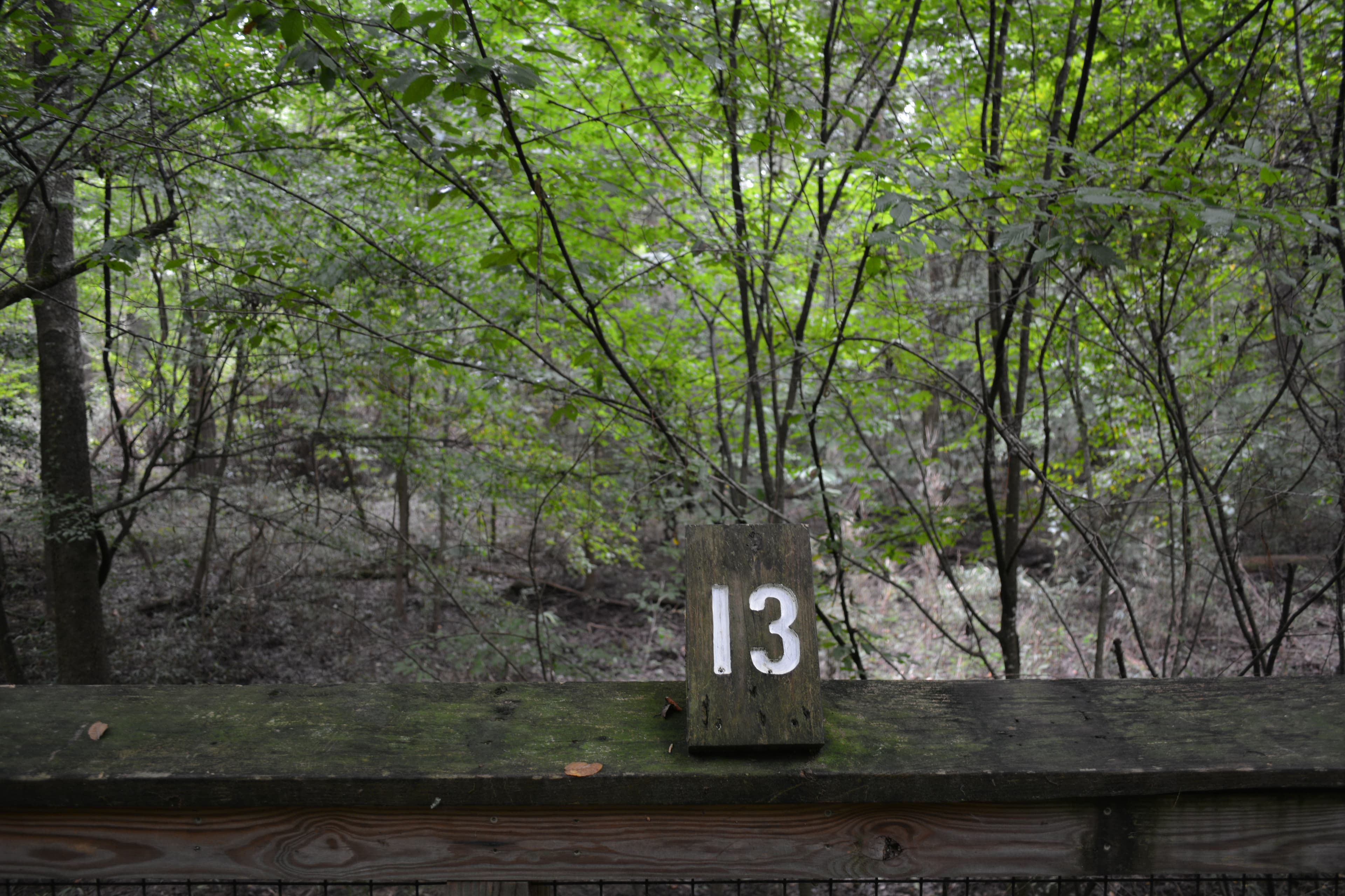 Congaree Self Guided Boardwalk Tour Stop #13