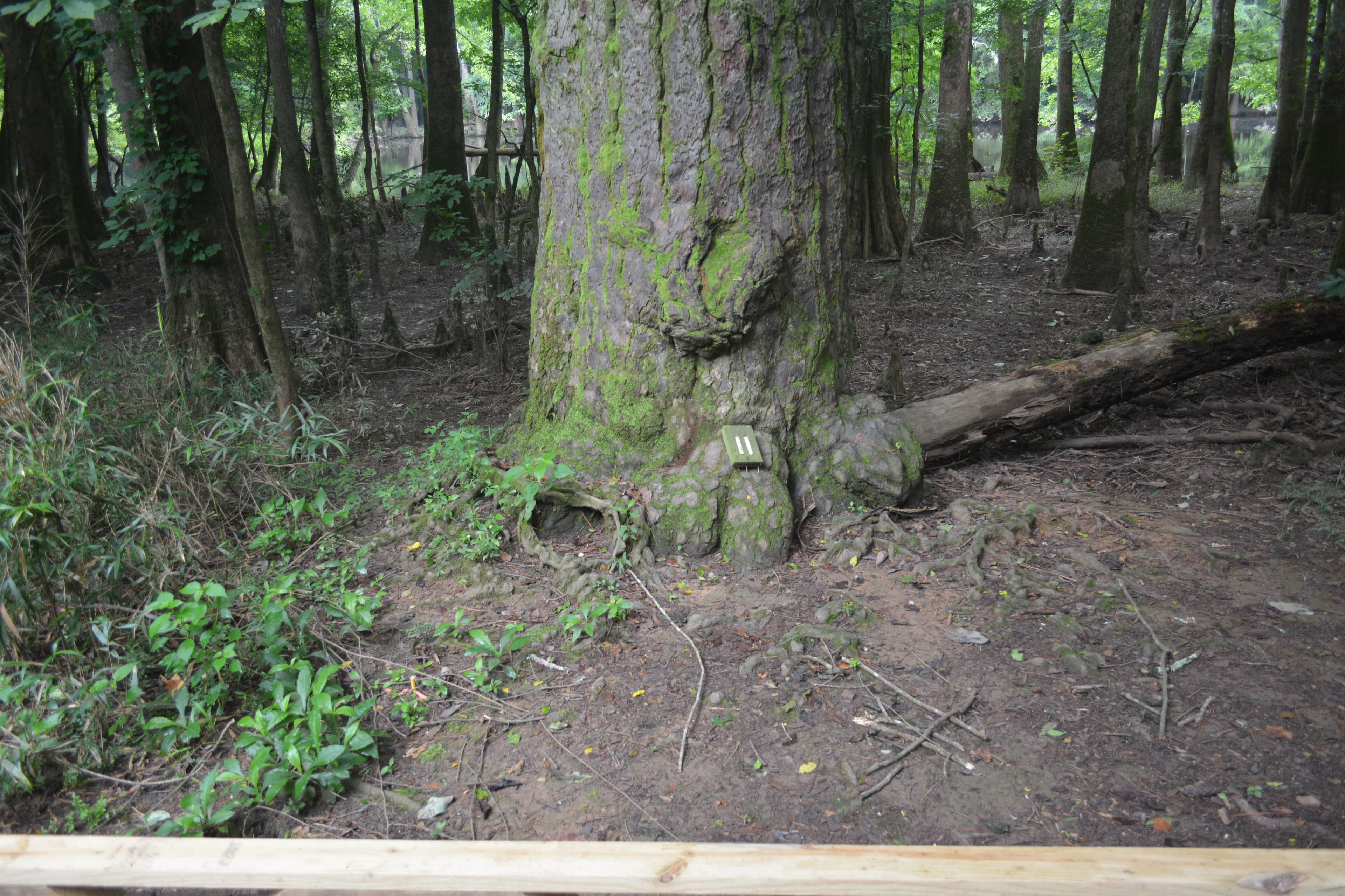 Congaree Self Guided Boardwalk Tour Stop #11