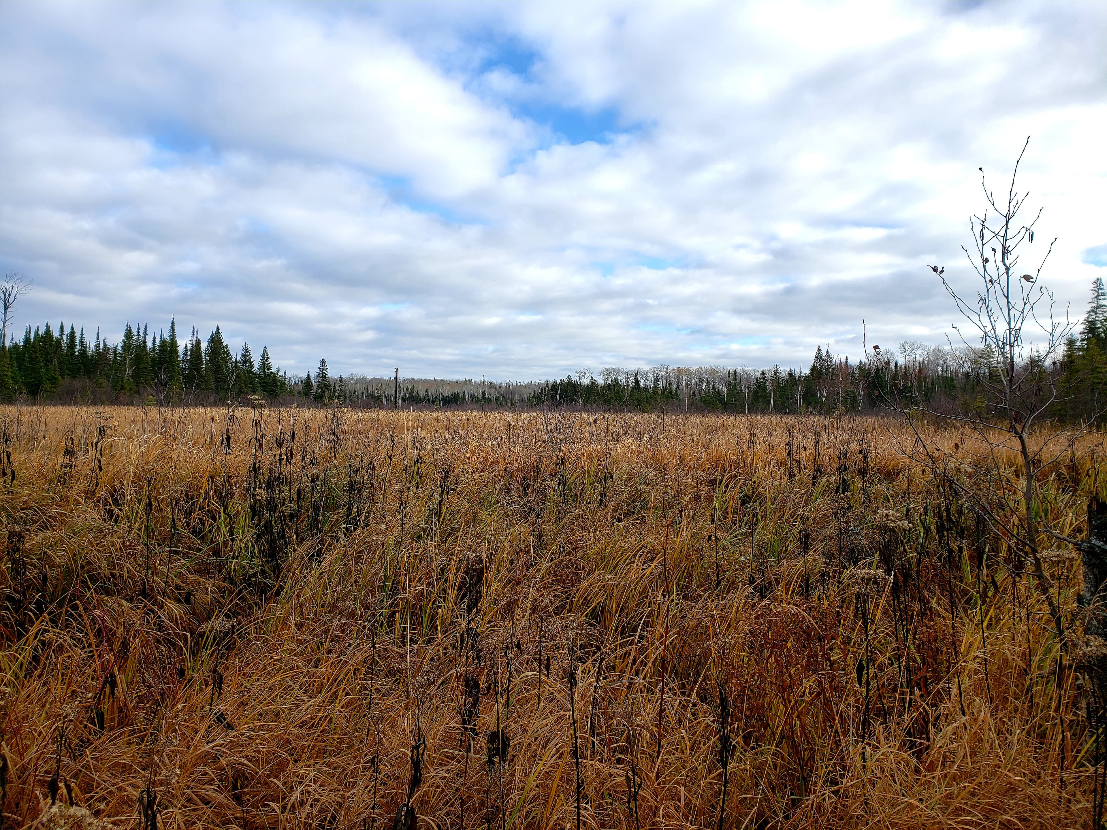 Meadow on the Grand Portage