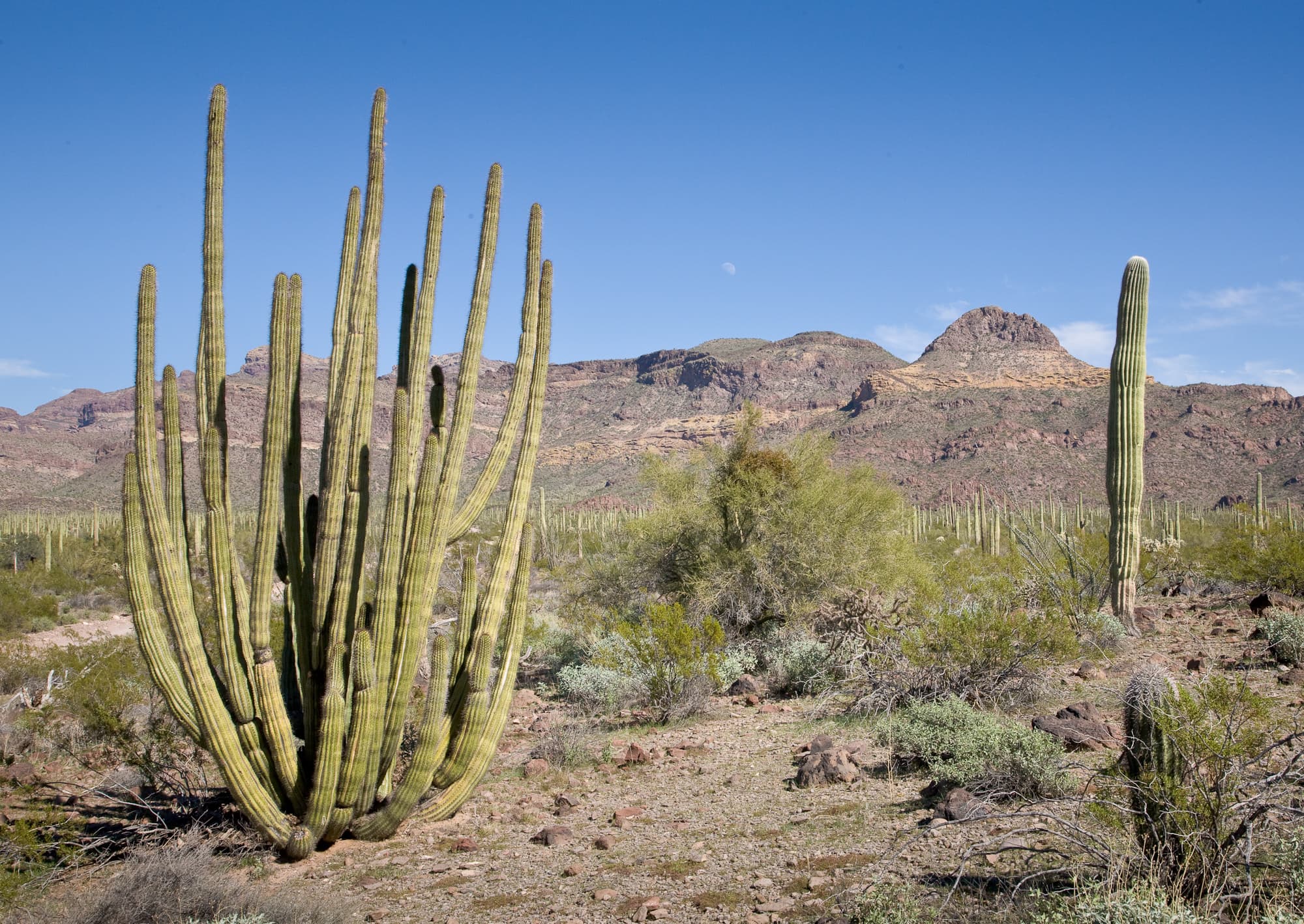 Ajo Mountain Drive Stop 1