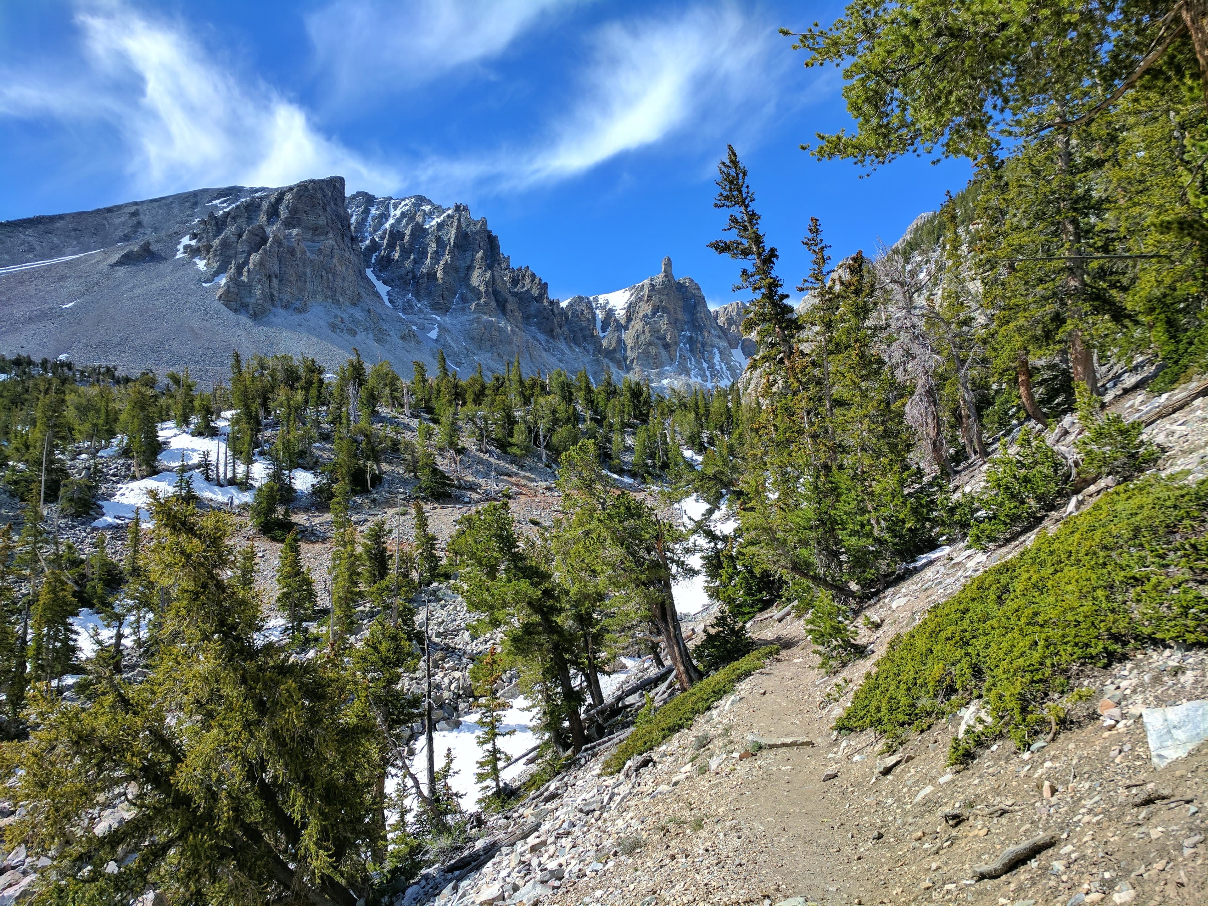 Bristlecone Grove