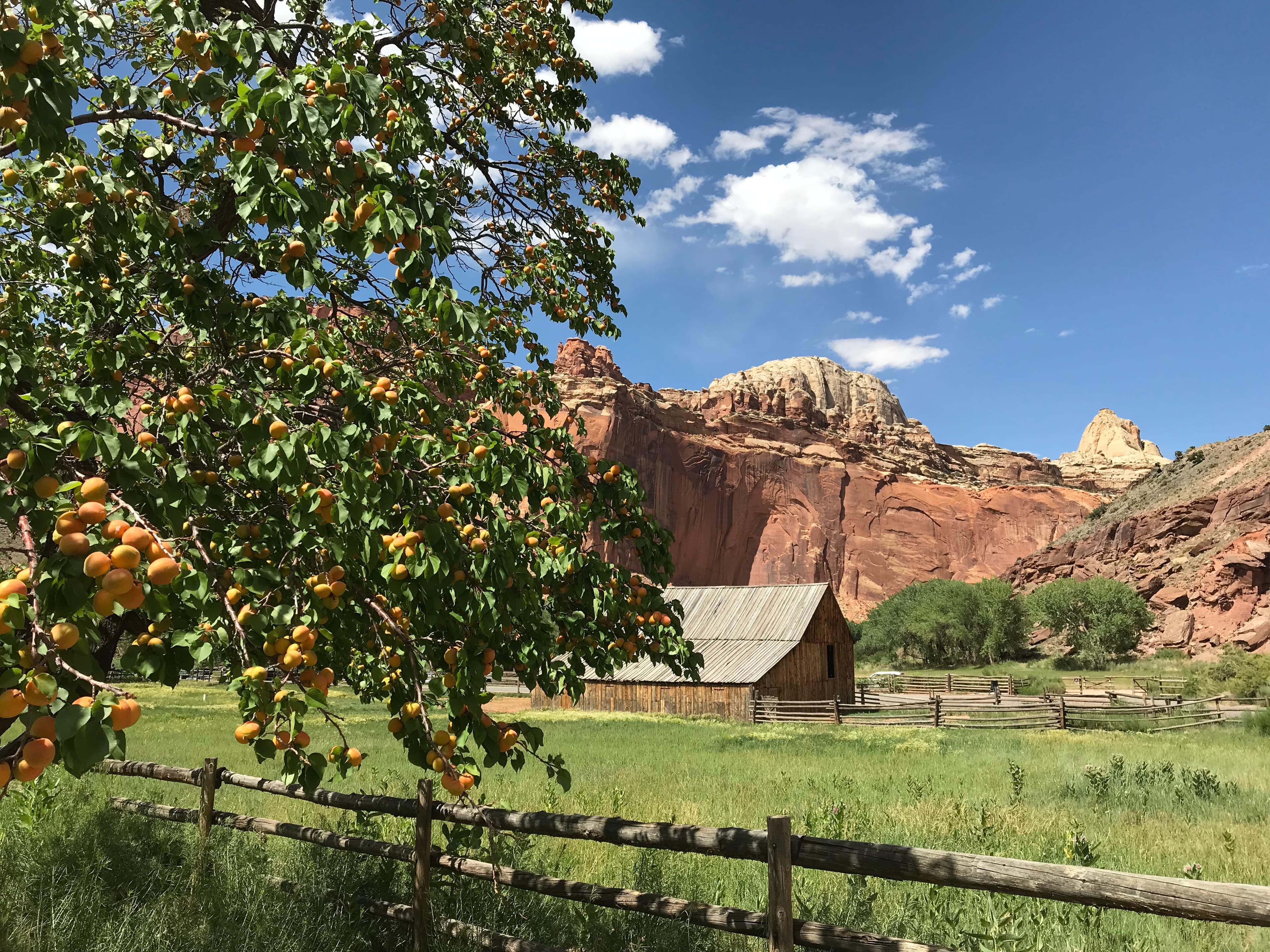 Capitol Reef Orchards